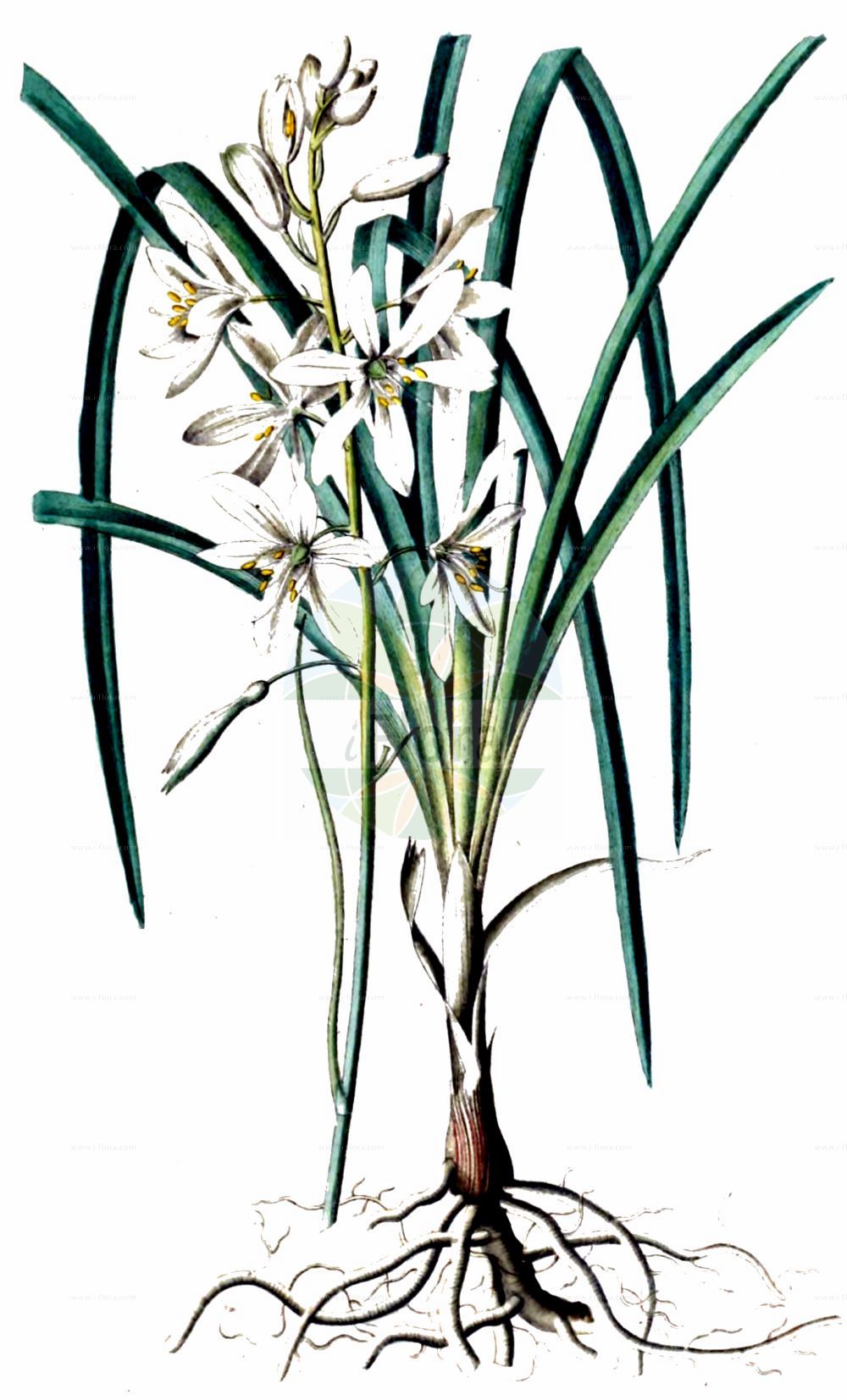 Anthericum liliago - Asparagaceae,Plantae,Pteridobiotina,Angiosperms,Asparagales,Asparagaceae,Anthericum,Anthericum liliago,Anthericum amoenum, Anthericum intermedium, Anthericum liliago f. macrocarpum, Anthericum liliago subsp. macrocarpum, Anthericum liliago var. australe, Anthericum liliago var. multiflorum, Anthericum liliago var. sphaerocarpum, Anthericum macrocarpum, Anthericum non-ramosum, Liliago vulgaris, Ornithogalum gramineum, Phalangites liliago, Phalangium acuminatum, Phalangium lilaceum, Phalangium liliaginoides, Phalangium liliago, Phalangium renarnii,Trauben-Graslilie;Astlose Graslilie;Traubige Graslilie;st bernard's lily;Anthéric à fleurs de lis;petit lis;anthéricum à fleus de lis;bâton de Saint Joseph;lis de Saint-Bernard;phalangère à fleur de lis;phalangère-lis;phalangium à fleus de lis;cebollas almorraneas;falangera;falangio hierba;falangites;flor de lis;hierba de la araña;palomino;Lilioasfodelo maggiore;grote graslelie;canavora;антерикум ветвистый;örümcekotu;mjekërdhiza me lule lila;lliri de bosc;lliri de França;lliri de Sant Bru;nerazgranjena vesika;stor sandlilja;ugrenet edderkopurt;pajęcznica liliowata;fürtös homokliliom;bělozářka liliovitá;jagavka ľaliovitá;віхалка лілійна;лилиецветен венечник;лилиецветна пауника;неразклонен вянечник;косатик