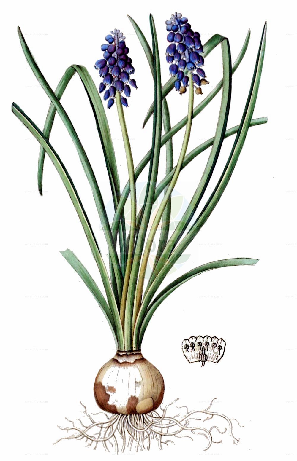 Muscari racemosum - Asparagaceae,Plantae,Pteridobiotina,Angiosperms,Asparagales,Asparagaceae,Muscari,Muscari racemosum,Hyacinthus muscari, Moscharea muscari, Muscari ambrosiacum, Muscari moschatum, Muscari muscari, Muscari muscarimi, Muscarimia muscari, Scilla fragrans,Moschus-Träubel;Gemeine Traubenhyazinthe;Moschus-Traubenhyazinthe;Muscari à grappe