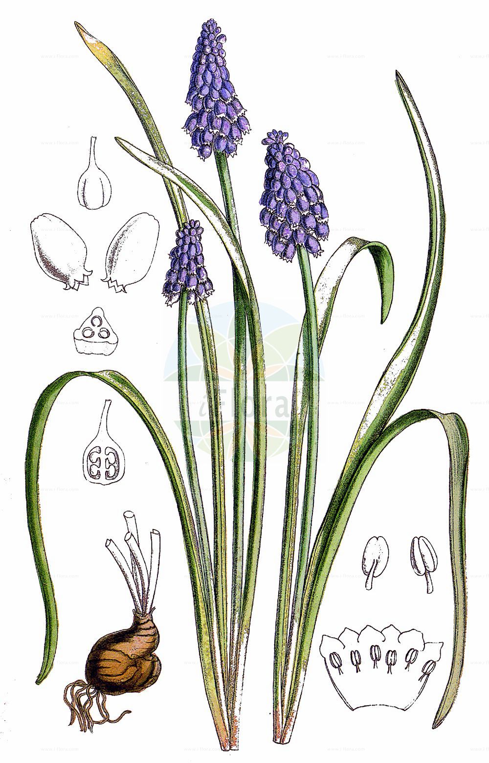 Muscari armeniacum - Asparagaceae,Plantae,Pteridobiotina,Angiosperms,Asparagales,Asparagaceae,Muscari,Muscari armeniacum,Bellevalia aperta, Botryanthus micranthus, Botryanthus szovitsianus, Muscari alexandrae, Muscari apertum, Muscari argaei, Muscari argaei f. album, Muscari colchicum, Muscari concinnum, Muscari conicum, Muscari cyaneo-violaceum, Muscari elegantulum, Muscari maweanum, Muscari micranthum, Muscari pauperulum, Muscari pendulum, Muscari polyanthum, Muscari pyramidatum, Muscari schliemanni, Muscari sosnowskyi, Muscari szovitsianum, Muscari woronowii, Pseudomuscari apertum,Armenisches Träubel;Armenische Traubenhyazinthe;Balkan-Träubelhyazinthe;Armenische Träubelhyazinthe;Armenische Traubenhyzinthe;Armenisches Traubenhyazinthe;garden grape-hyacinth;Muscari d'Arménie;Muscari d'Armenia;gâvurbaşı;armenisk pärlhyacint;Armensk perlehyacint;fürtös gyöngyike;modřenec arménský;modrica arménska;пирамидално кукувиче грозде