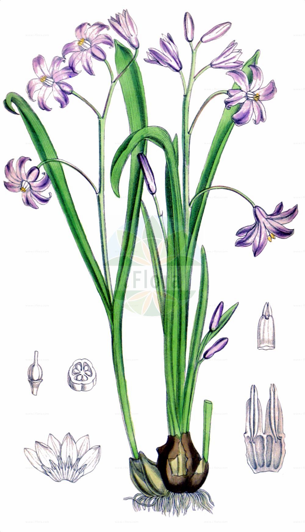 Scilla luciliae - Asparagaceae,Plantae,Pteridobiotina,Angiosperms,Asparagales,Asparagaceae,Scilla,Scilla luciliae,Chionodoxa gigantea, Chionodoxa grandiflora, Chionodoxa luciliae,Luciles Blaustern;Lydischer Schneestolz;Schneestolz;Gloire des neiges de Lucile;Scilla di Lucile;bozdağ sümbülü;stor vårstjärna;stor snepryd;fehérszemű hófény;ladoňka velkokvětá;modravka žiarivá