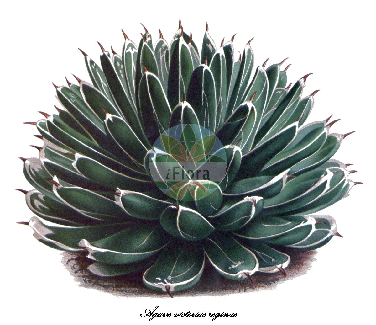 Agave victoriae-reginae - Asparagaceae,Plantae,Pteridobiotina,Angiosperms,Asparagales,Asparagaceae,Agave,Agave victoriae-reginae,Königin-Victoria-Agave