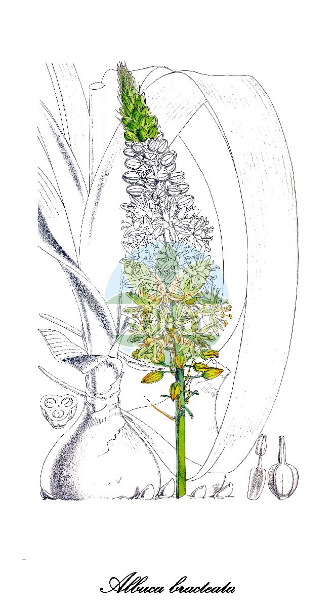Albuca bracteata - Asparagaceae,Plantae,Pteridobiotina,Angiosperms,Asparagales,Asparagaceae,Albuca,Albuca bracteata,Eliokarmos caudatum, Fenelonia bracteata, Loncomelos caudatum, Ornithogalum bracteatum, Ornithogalum caudatum, Ornithogalum longibracteatum, Ornithogalum massonii, Ornithogalum scilloides, Stellarioides longebracteata, Urginea mouretii, Urophyllon caudatum