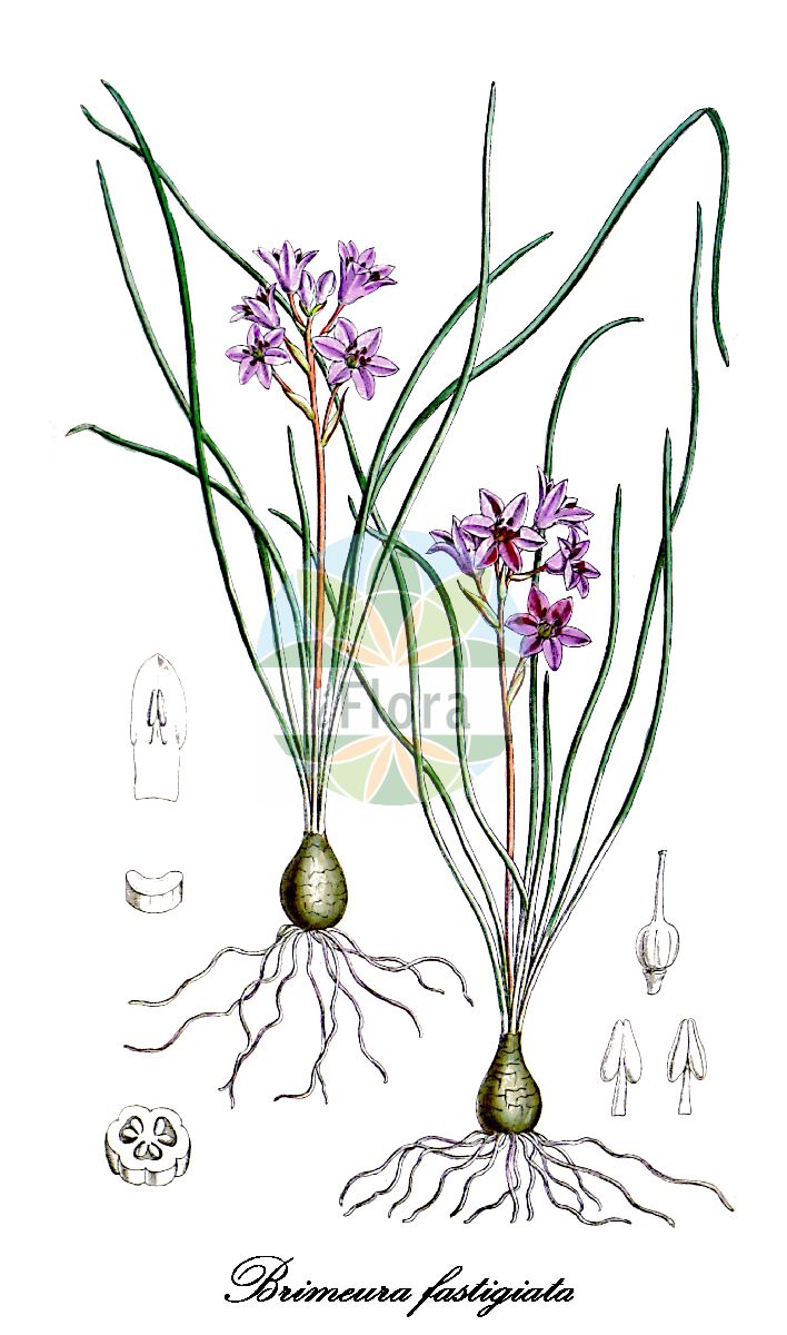 Brimeura fastigiata - Asparagaceae,Plantae,Pteridobiotina,Angiosperms,Asparagales,Asparagaceae,Brimeura,Brimeura fastigiata,Charistemma fastigiatum, Hyacinthus fastigiatus, Hyacinthus pouzolzii, Scilla fastigiata,Büschelige Brimeura;jacinthe de Pouzolz;jacinthe élevée;jacinthe fastigiée;giacinto fastigiato;jacint fastigiat