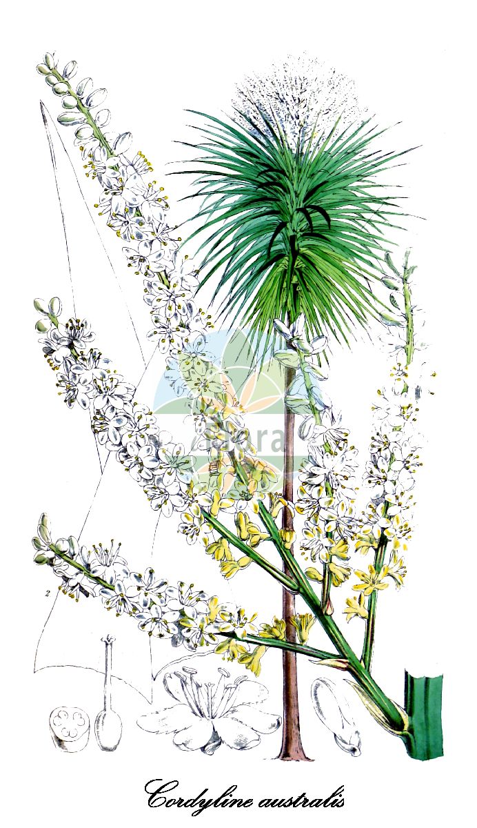 Cordyline australis - Asparagaceae,Plantae,Pteridobiotina,Angiosperms,Asparagales,Asparagaceae,Cordyline,Cordyline australis,Charlwoodia australis, Cordyline australis, Cordyline australis var. atropurpurea, Cordyline australis var. aurea-striata, Cordyline australis var. lineata, Cordyline australis var. veitchii, Cordyline calocoma, Cordyline calocoma f. lentiginosa, Cordyline calocoma f. lineata, Cordyline calocoma f. nutans, Cordyline calocoma f. veitchii, Cordyline forsteri, Cordyline indivisa, Cordyline lentiginosa, Cordyline sturmii, Cordyline superbiens, Cordyline veitchii, Dracaena australis, Dracaena parrei, Dracaenopsis australis, Dracaenopsis calocoma, Terminalis australis