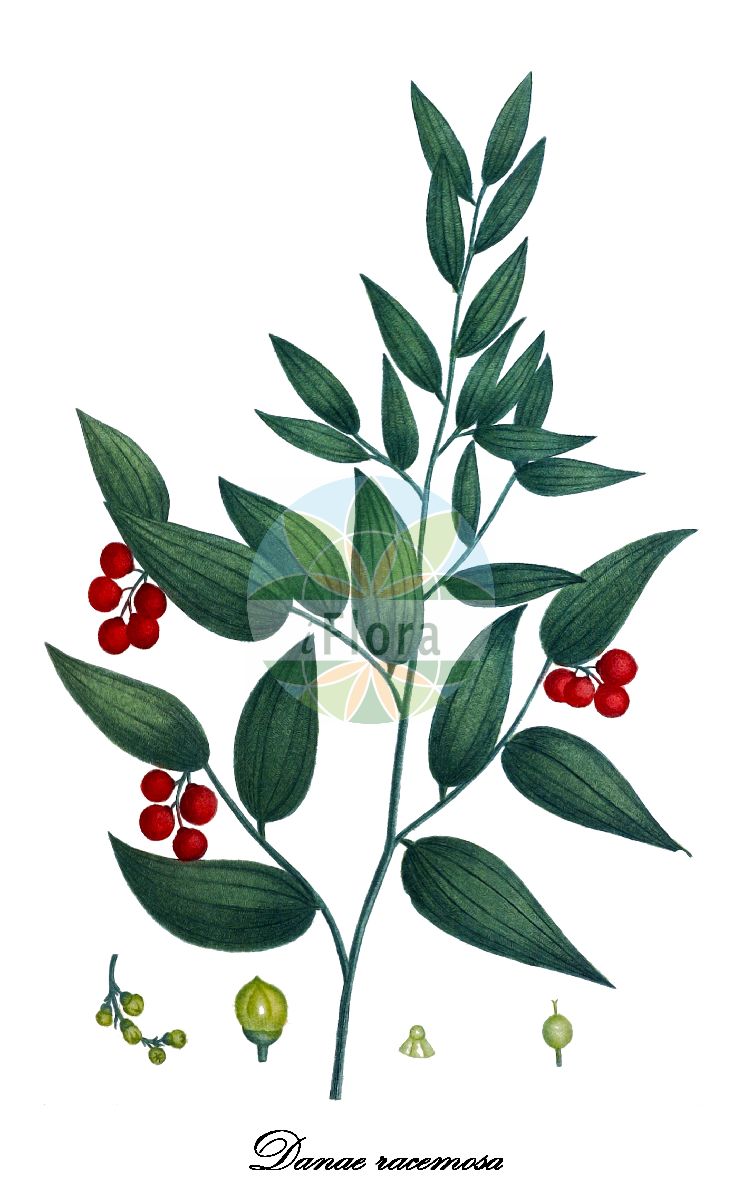 Danae racemosa - Asparagaceae,Plantae,Pteridobiotina,Angiosperms,Asparagales,Asparagaceae,Danae,Danae racemosa,Danae laurus, Danaidia racemosa, Ruscus racemosus, Ruscus terminalis,Traubendorn;laurier alexandrin;laurier d'Alexandrie;iskenderiye defnesi