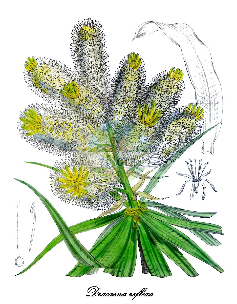 Dracaena reflexa - Asparagaceae,Plantae,Pteridobiotina,Angiosperms,Asparagales,Asparagaceae,Dracaena,Dracaena reflexa,Cordyline reflexa, Dracaena reflexa var. brevifolia, Dracaena reflexa var. cernua, Draco reflexa, Lomatophyllum reflexum, Pleomele reflexa