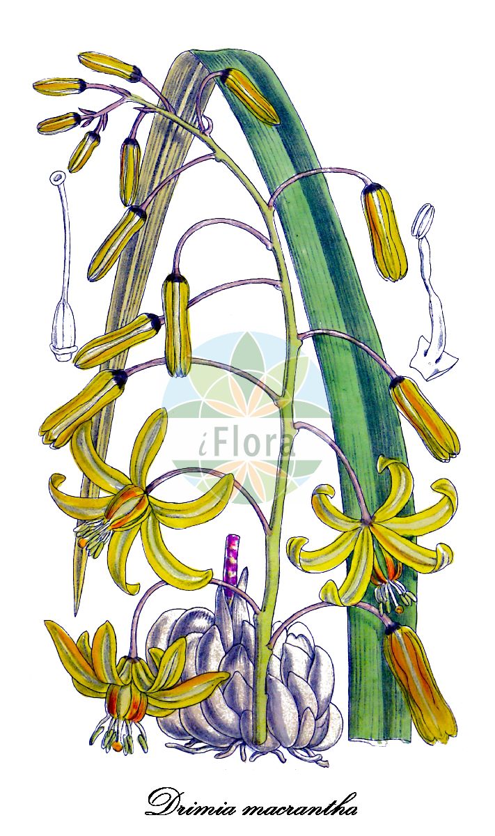 Drimia macrantha - Asparagaceae,Plantae,Pteridobiotina,Angiosperms,Asparagales,Asparagaceae,Drimia,Drimia macrantha,Ornithogalum macranthum, Thuranthos macranthum, Thuranthos nocturnale, Urginea macrantha