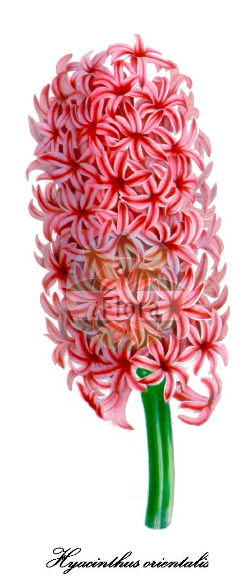 Hyacinthus orientalis - Asparagaceae,Plantae,Pteridobiotina,Angiosperms,Asparagales,Asparagaceae,Hyacinthus,Hyacinthus orientalis,Hyacinthus orientalis f. pleniflorus, Hyacinthus orientalis subsp. albulus, Hyacinthus orientalis subsp. provincialis, Scilla coronaria,Hyazinthe;Garten-Hyazinthe;jacinthe orientale;jacinthe cultivée;jacinthe;jacinthe d'Orient;giacinto;giacinto comune;tuin-hyacint;tuinhyacint;hyacint;sümbül;zymbyl;istočnjački zumbul;hiyashinsu;ヒヤシンス;kerti jácint;közönséges jácint;hyacint východní;iacint;zambilă;hyacint východný;гіацинт східний;източен зюмбюл;зумбул;yakineton mizrachi;יָקִינְתּוֹן מִזְרָחִי