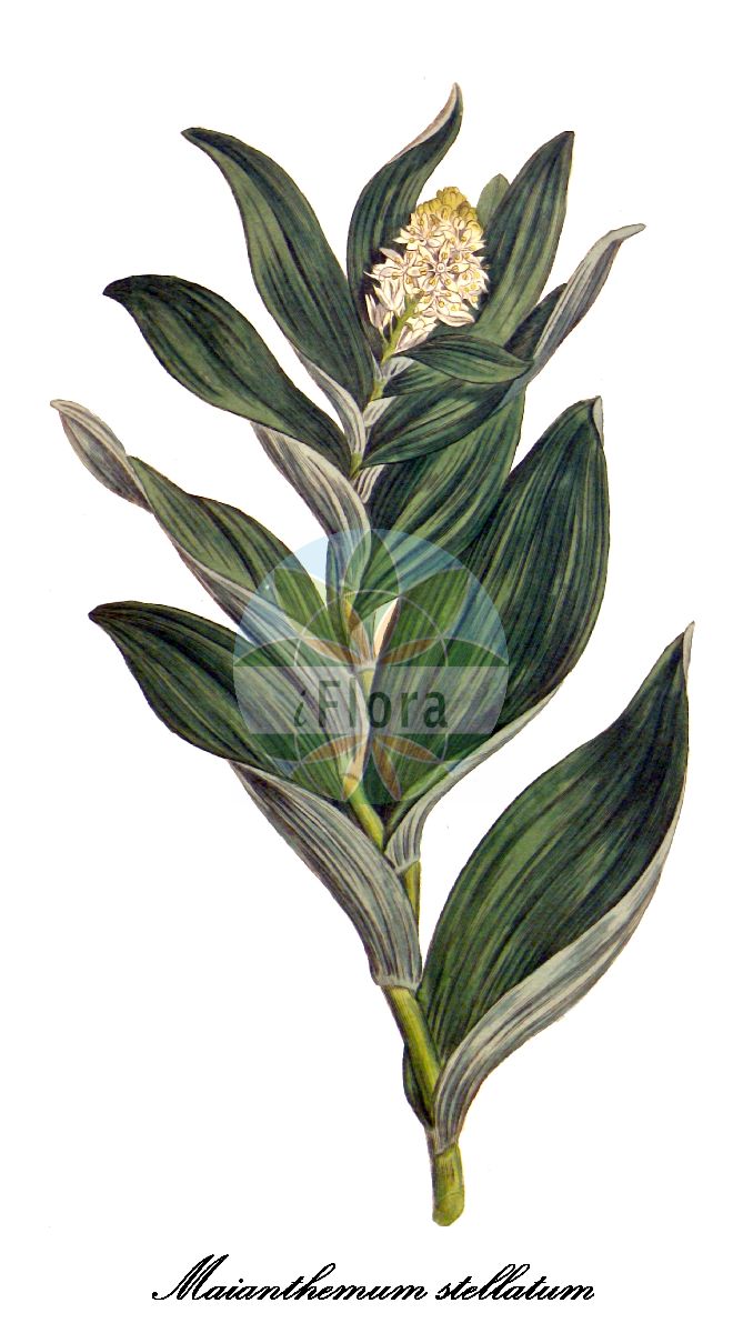 Maianthemum stellatum - Asparagaceae,Plantae,Pteridobiotina,Angiosperms,Asparagales,Asparagaceae,Maianthemum,Maianthemum stellatum,Asteranthemum stellatum, Asteranthemum vulgare, Asteranthemum vulgare var. uniflorum, Convallaria hybrida, Convallaria stellata, Smilacina liliacea, Smilacina sessilifolia, Smilacina stellata, Smilacina stellata f. paniculata, Smilacina stellata var. crassa, Smilacina stellata var. sessilifolia, Smilacina stellata var. sylvatica, Smilacina stellata var. uniflora, Tovaria sessilifolia, Tovaria stellata, Unifolium liliaceum, Unifolium sessilifolium, Unifolium stellatum, Vagnera angustifolia, Vagnera leptopetala, Vagnera liliacea, Vagnera sessilifolia, Vagnera stellata, Vagnera stellata var. mollis,Stern-Schattenblümchen;little false solomon's-seal;starflower solomon's-seal;smilacine étoilée