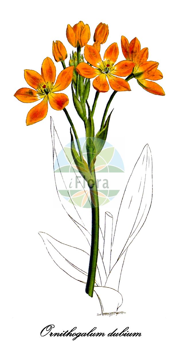 Ornithogalum dubium - Asparagaceae,Plantae,Pteridobiotina,Angiosperms,Asparagales,Asparagaceae,Ornithogalum,Ornithogalum dubium,Eliokarmos dubius, Myogalum flavescens, Ornithogalum alticola, Ornithogalum aureum, Ornithogalum brownleei, Ornithogalum citrinum, Ornithogalum fergusoniae, Ornithogalum flavescens, Ornithogalum flavissimum, Ornithogalum leipoldtii, Ornithogalum miniatum, Ornithogalum miniatum var. vandermerwei, Ornithogalum pillansii, Ornithogalum vandermerwei, Ornithogalum vandermerwei var. album
