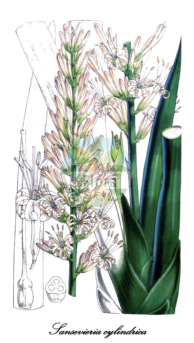 Dracaena angolensis - Asparagaceae,Plantae,Pteridobiotina,Angiosperms,Asparagales,Asparagaceae,Dracaena,Dracaena angolensis,Acyntha cylindrica, Cordyline cylindrica, Sansevieria angolensis, Sansevieria cylindrica, Sansevieria cylindrica var. patula, Sansevieria livingstoniae