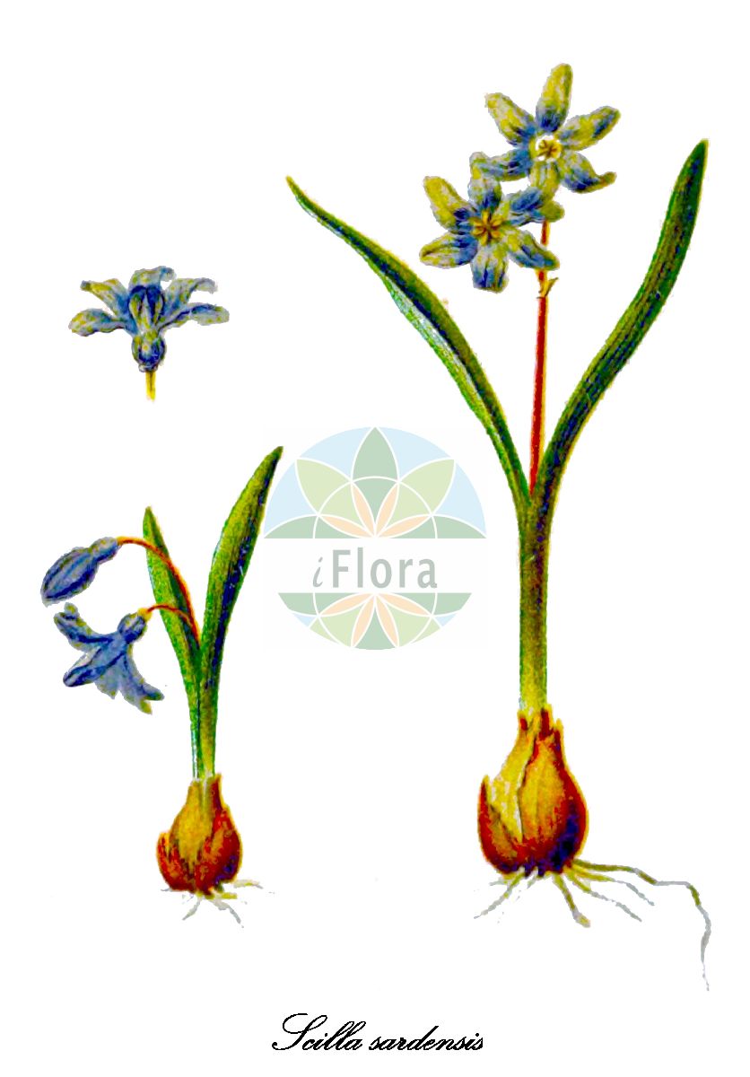 Scilla sardensis - Asparagaceae,Plantae,Pteridobiotina,Angiosperms,Asparagales,Asparagaceae,Scilla,Scilla sardensis,Chionodoxa luciliae var. sardensis, Chionodoxa sardensis,Sardischer Blaustern;Dunkle Sternhyazinthe;kleine sneeuwroem;gökçekarlık;liten vårstjärna;liden snepryd;azúrkék hófény;ladoňka tmavomodrá;ladonička sardská
