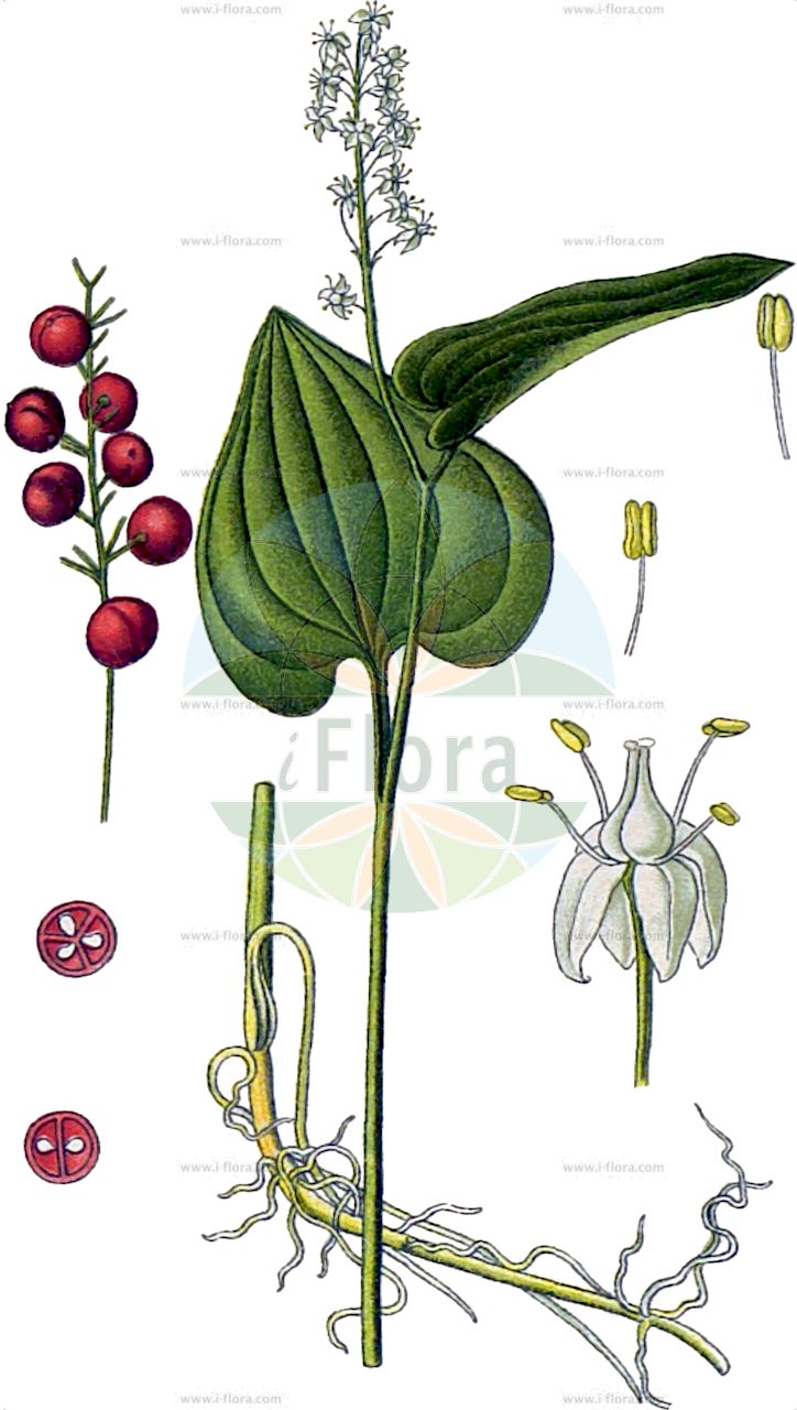 Maianthemum bifolium - Asparagaceae,Plantae,Pteridobiotina,Angiosperms,Asparagales,Asparagaceae,Maianthemum,Maianthemum bifolium,Bifolium cordatum, Convallaria bifolia, Convallaria cordifolia, Convallaria monophylla, Convallaria pulchella, Convallaria quadrifida, Convallaria tetrapetala, Maia bifolia, Maianthemum convallaria, Maianthemum cordifolium, Maianthemum nipponicum, Maianthemum smilacinum, Monophyllon lobelii, Sciophila convallarioides, Smilacina bifolia, Smilacina bifolia, Smilacina cordifolia, Styrandra bifolia, Styrandra petiolaris, Unifolium bifolium, Unifolium bifolium f. monophyllum, Unifolium bifolium subvar. hirtellum, Unifolium bifolium var. canadense, Unifolium quadrifidum, Valentinia bifolia,Zweiblättrige Schattenblume;Schattenblume;Schattenblümchen;Zweiblättriges Schattenblümchen;may lily;twin-leaved lily of the valley;Maïanthème à deux feuilles;Petit muguet;fleur de mai;gazon du Parnasse;petit lis des vallées;Gramigna di parnasso;fior di maggio a due foglie;dalkruid;майник двулистный;maiàntem;dvolisni pocijep;ekorrbär;Majblomst;konwalijka dwulistna;dvolistna senčnica;árnyékvirág;pstroček dvoulistý;lacramită;tôňovka dvojlistá;веснівка дволиста;maiblom;вранино око;wǔ hè cǎo;舞鹤草