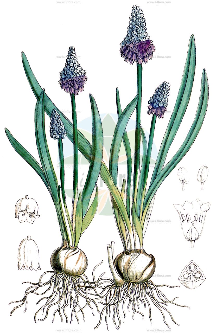 Bellevalia ciliata - Asparagaceae,Plantae,Pteridobiotina,Angiosperms,Asparagales,Asparagaceae,Bellevalia,Bellevalia ciliata,Amphibolis coelestis, Hyacinthus azureus, Hyacinthus ciliatus, Hyacinthus patulus, Hyacinthus sarmaticus, Muscari ciliatum,Bewimperte Bellevalie;bellevalia cilié;giacinto cigliato