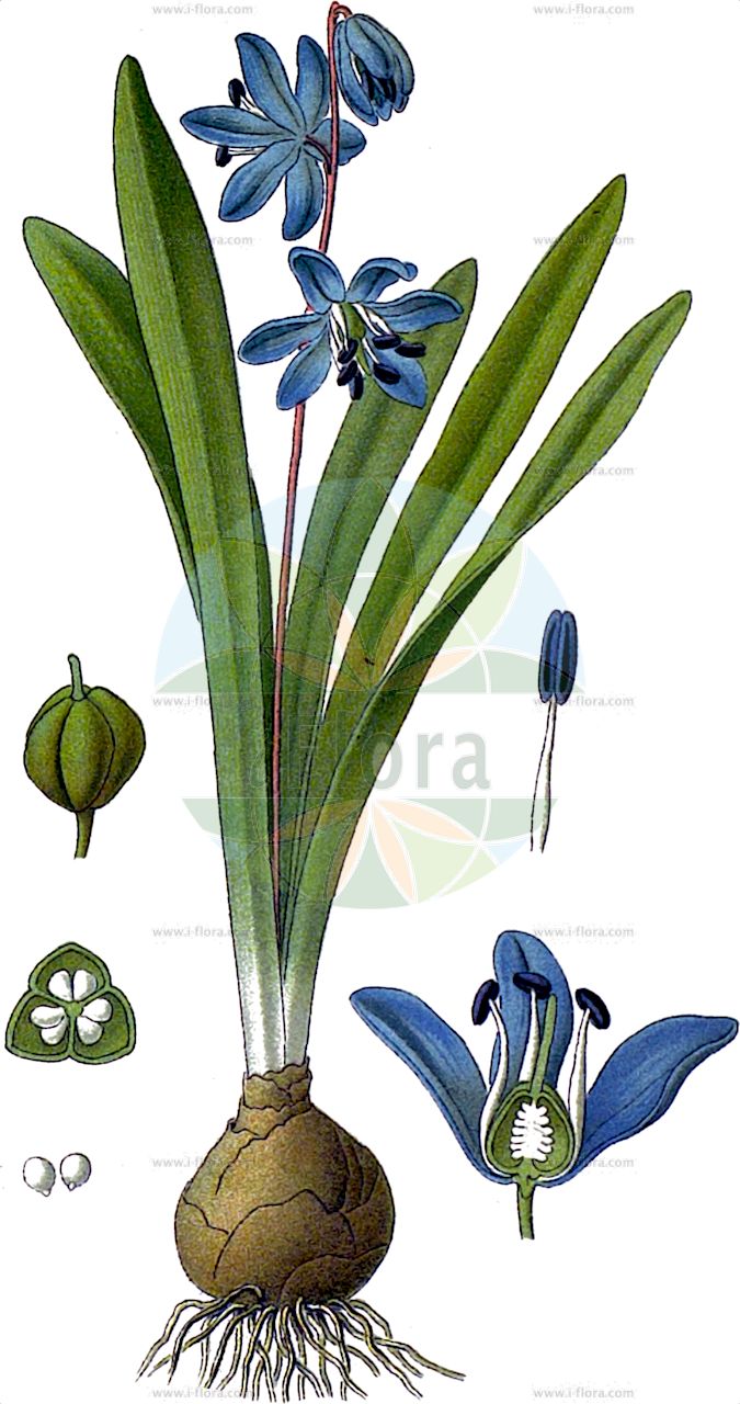 Scilla amoena - Asparagaceae,Plantae,Pteridobiotina,Angiosperms,Asparagales,Asparagaceae,Scilla,Scilla amoena,Hyacinthus amoenus, Othocallis amoena, Othocallis amoena, Scilla amara,Schöner Blaustern;Schöne Sternhyazinthe;scille amène;scille élégante;keleş sümbül;tuvig blåstjärna;kedves csillagvirág;ladoňka příjemná;ladoňka tmavomodrá;градински синчец