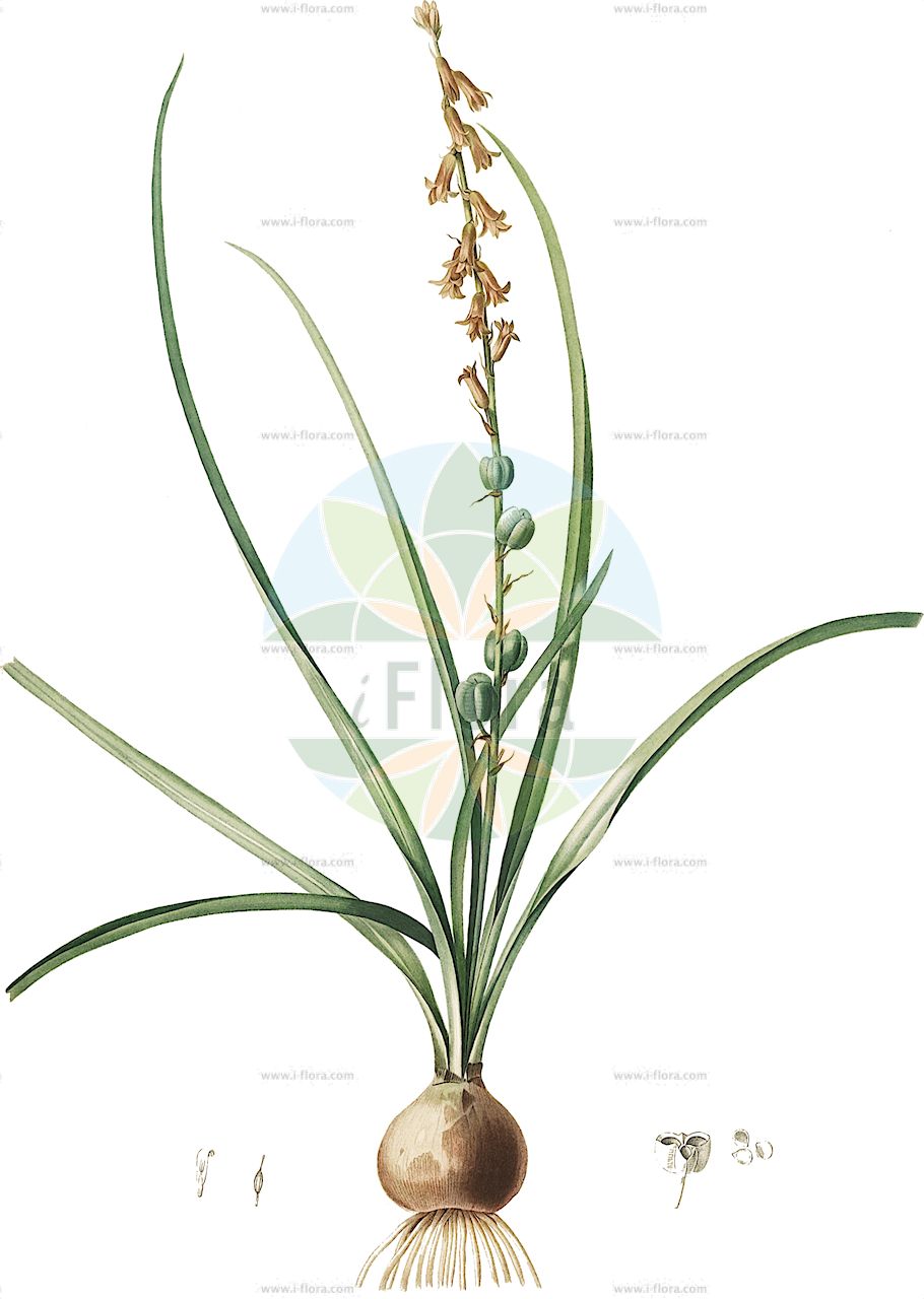 Dipcadi serotinum - Asparagaceae,Plantae,Pteridobiotina,Angiosperms,Asparagales,Asparagaceae,Dipcadi,Dipcadi serotinum,Agraphis serotina, Albuca minor, Dipcadi fulvum var. pruinosum, Dipcadi hysudricum, Dipcadi serotinum subsp. lividum, Dipcadi serotinum var. pruinosum, Hyacinthus lividus, Hyacinthus serotinus, Lachenalia serotina, Scilla serotina, Scilla sordida, Tricharis serotina, Uropetalon serotinum, Zuccagnia serotina,Braune Sommerhyazinthe;dipcadi tardif;uropétale tardif;jacinto bastardo;jacinto extraño;jacinto leonado;giacinto provenzale;jacinto-da-tarde;jacinto-serôdio;marcet