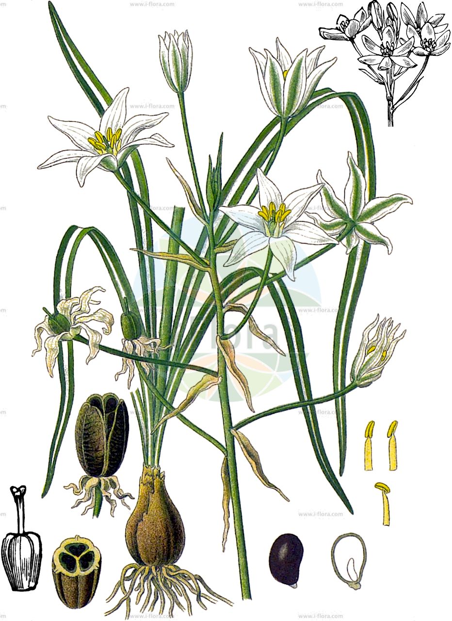 Ornithogalum umbellatum - Asparagaceae,Plantae,Pteridobiotina,Angiosperms,Asparagales,Asparagaceae,Ornithogalum,Ornithogalum umbellatum,Hyacinthus umbellatus, Ornithogalum affine, Ornithogalum angustifolium, Ornithogalum boraeanum, Ornithogalum campestre, Ornithogalum cespititium, Ornithogalum comosum subsp. garganicum, Ornithogalum corymbosum, Ornithogalum dioscoridis, Ornithogalum fasciculatum, Ornithogalum garganicum, Ornithogalum horologicum, Ornithogalum minus, Ornithogalum nanum, Ornithogalum parviflorum, Ornithogalum peyrei, Ornithogalum praetextum, Ornithogalum preumbellatum, Ornithogalum rusticum, Ornithogalum stellare, Ornithogalum tardans, Ornithogalum umbellatum subsp. angustifolium, Ornithogalum umbellatum subsp. campestre, Ornithogalum umbellatum var. angustifolium, Ornithogalum umbellatum var. minus, Ornithogalum umbellatum var. nanum, Ornithogalum vulgare, Scilla campestris, Stellaris corymbosa,Dolden-Milchstern;Doldiger Milchstern;garden star-of-bethlehem;nap-at-noon;sleepy dick;yellow bird's-foot;Dame d'onze heures;Ornithogale en ombelle;étoile blanche;belle d'onze heures;dame-d'onze-heures;culebrilla ajera;leche de gallina;leche de pajero;ajo de lobo;leche de pájaro;Latte di gallina ad ombrella;latte di gallina;cipollone bianco;latte di gallina comune;gewoone vogelmelk;gewone vogelmelk;leite-de-galinha;птицемлечник зонтичный;sunbala;lulë dalldyshe;minikelä ombrelore;munikël;štitasto ptičje mlijeko;morgonstjärnor;morgonstjärna;spärrmorgonstjärna;kost-fuglemælk;śniedek baldaszkowaty;ôamana;オオアマナ;kobulasto ptičje mleko;ernyős madártej;snědek chocholičnatý;snědek rozkladitý;balusca;bledavka chocholíkatá;bledavka okolíkatá;рястка зонтична;сенников гарвански лук;чадърест гарвански лук;fuglestjerne;штитасти вранји лук;netz-chalav mefussak;נֵץ-חָלָב מְפֻשָּׂק;ορνιθόγαλο