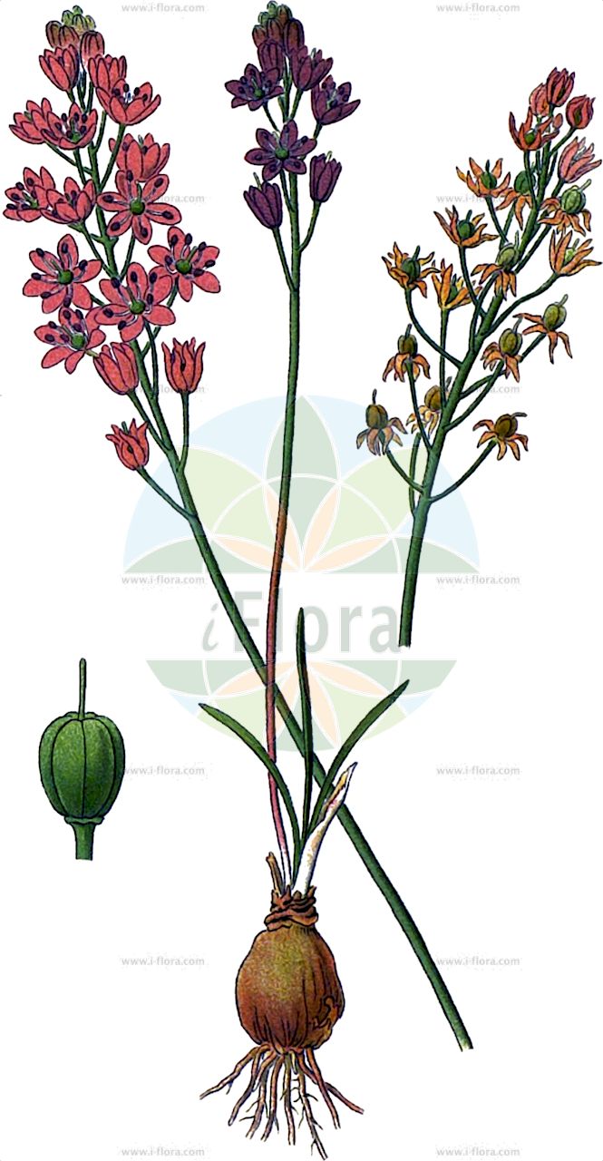 Prospero autumnale - Asparagaceae,Plantae,Pteridobiotina,Angiosperms,Asparagales,Asparagaceae,Prospero,Prospero autumnale,Anthericum autumnale, Genlisa autumnalis, Hyacinthus autumnalis, Ornithogalum autumnale, Prospero cyrenaicum, Prospero holzmannium, Prospero pulchellum, Prospero scythicum, Scilla autumnalis, Scilla autumnalis f. albiflora, Scilla autumnalis f. dumetorum, Scilla autumnalis subsp. latifolia, Scilla autumnalis var. corsica, Scilla autumnalis var. cyrenaica, Scilla autumnalis var. gallica, Scilla autumnalis var. gracillima, Scilla autumnalis var. longipes, Scilla autumnalis var. pulchella, Scilla autumnalis var. purpurascens, Scilla autumnalis var. racemosa, Scilla cyrenaica, Scilla dumetorum, Scilla gallica, Scilla holzmannia, Scilla longipes, Scilla pulchella, Scilla racemosa, Scilla scythica, Stellaris autumnalis, Urginea autumnalis,Herbst-Blaustern;Herbst-Sternhyazinthe;autumn squill;jacinthe étoilée;scille automnale de Corse;scille d'automne;scille de Corse;escila de otoño;scilla autumnale;cebola-albarrã;cila-de-outubro;пролеска осенняя;boçka e vjeshtës;boçkë;escil·la tardoral;jesenski procjepak;osrečnica;őszi csillagvirág;scila jesenná;проліска осіння;есенен синчец;позни зумбул;ben=chatzav sitvani;בֶּן=חָצָב סִתְוָנִי;għansar tal-ħarifa;بصل الفار;σκίλα