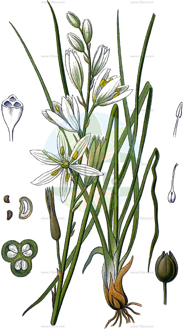 Anthericum liliago - Asparagaceae,Plantae,Pteridobiotina,Angiosperms,Asparagales,Asparagaceae,Anthericum,Anthericum liliago,Anthericum amoenum, Anthericum intermedium, Anthericum liliago f. macrocarpum, Anthericum liliago subsp. macrocarpum, Anthericum liliago var. australe, Anthericum liliago var. multiflorum, Anthericum liliago var. sphaerocarpum, Anthericum macrocarpum, Anthericum non-ramosum, Liliago vulgaris, Ornithogalum gramineum, Phalangites liliago, Phalangium acuminatum, Phalangium lilaceum, Phalangium liliaginoides, Phalangium liliago, Phalangium renarnii,Trauben-Graslilie;Astlose Graslilie;Traubige Graslilie;st bernard's lily;Anthéric à fleurs de lis;petit lis;anthéricum à fleus de lis;bâton de Saint Joseph;lis de Saint-Bernard;phalangère à fleur de lis;phalangère-lis;phalangium à fleus de lis;cebollas almorraneas;falangera;falangio hierba;falangites;flor de lis;hierba de la araña;palomino;Lilioasfodelo maggiore;grote graslelie;canavora;антерикум ветвистый;örümcekotu;mjekërdhiza me lule lila;lliri de bosc;lliri de França;lliri de Sant Bru;nerazgranjena vesika;stor sandlilja;ugrenet edderkopurt;pajęcznica liliowata;fürtös homokliliom;bělozářka liliovitá;jagavka ľaliovitá;віхалка лілійна;лилиецветен венечник;лилиецветна пауника;неразклонен вянечник;косатик