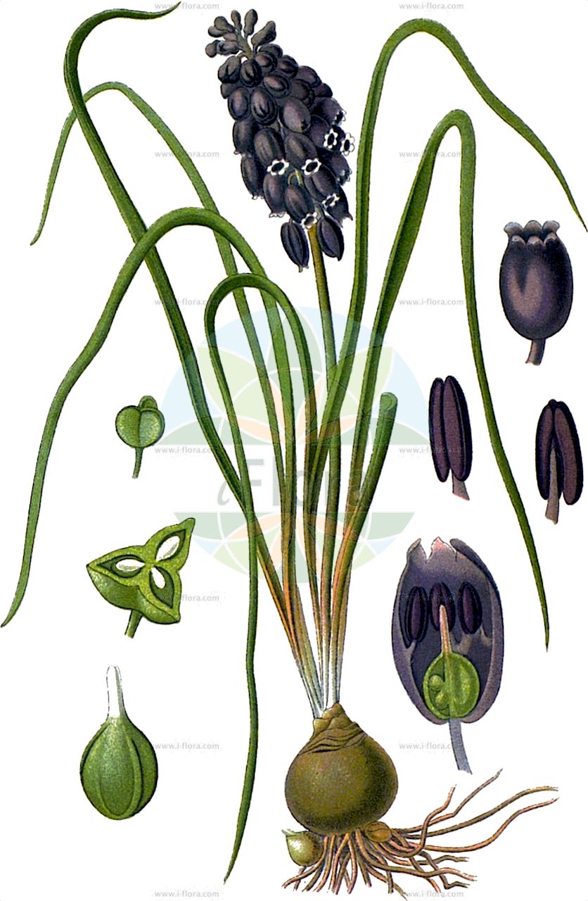 Muscari racemosum - Asparagaceae,Plantae,Pteridobiotina,Angiosperms,Asparagales,Asparagaceae,Muscari,Muscari racemosum,Hyacinthus muscari, Moscharea muscari, Muscari ambrosiacum, Muscari moschatum, Muscari muscari, Muscari muscarimi, Muscarimia muscari, Scilla fragrans,Moschus-Träubel;Gemeine Traubenhyazinthe;Moschus-Traubenhyazinthe;Muscari à grappe