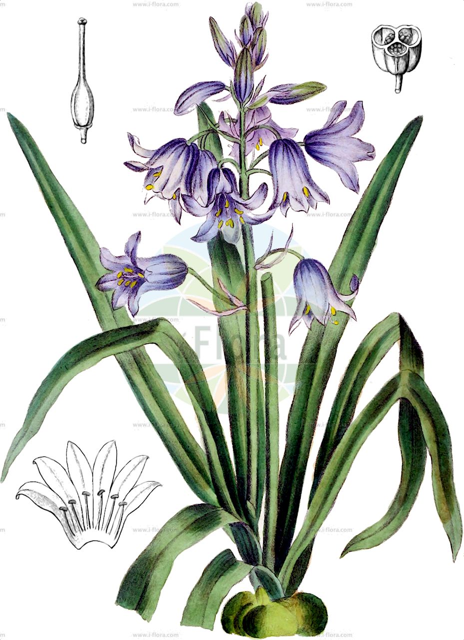 Hyacinthoides hispanica - Asparagaceae,Plantae,Pteridobiotina,Angiosperms,Asparagales,Asparagaceae,Hyacinthoides,Hyacinthoides hispanica,Agraphis campanulata, Agraphis patula, Endymion campanulatus, Endymion hispanicus, Endymion patulus, Hyacinthoides non-scripta subsp. hispanica, Hyacinthoides patula, Hyacinthoides racemosa, Hyacinthus amethystinus, Hyacinthus patulus, Hyacinthus spicatus, Hylomenes campanulata, Lagocodes patula, Scilla campanulata, Scilla hispanica, Scilla hispanica subsp. patula, Scilla hyacinthoides, Scilla jacquinii, Scilla macrogona, Scilla non-scripta subsp. hispanica, Scilla patula, Usteria disperma,Spanisches Hasenglöckchen;spanish bluebell;Fausse jacinthe d'Espagne;scille d'Espagne;jacinthe d'Espagne;scille campanulée;endymion étalé;escila espanola;escila española;jacinto de campo;jacinto español;jacinto-de bosque;Giacinto spagnolo a campanelle;giacinto di Spagna;jacinto de bosque;jacinto de campo;jacinto-dos-campos;jacinto-espanhol;drvo zumbul;spansk klockhyacint;Spansk skilla;cebulica hiszpańska;shirâ hisupanika;shirâ kanpanurata;シラーカンパヌラタ;シラーヒスパニカ;spanyol harang;ladoňka španělská;hyacintovec španělský