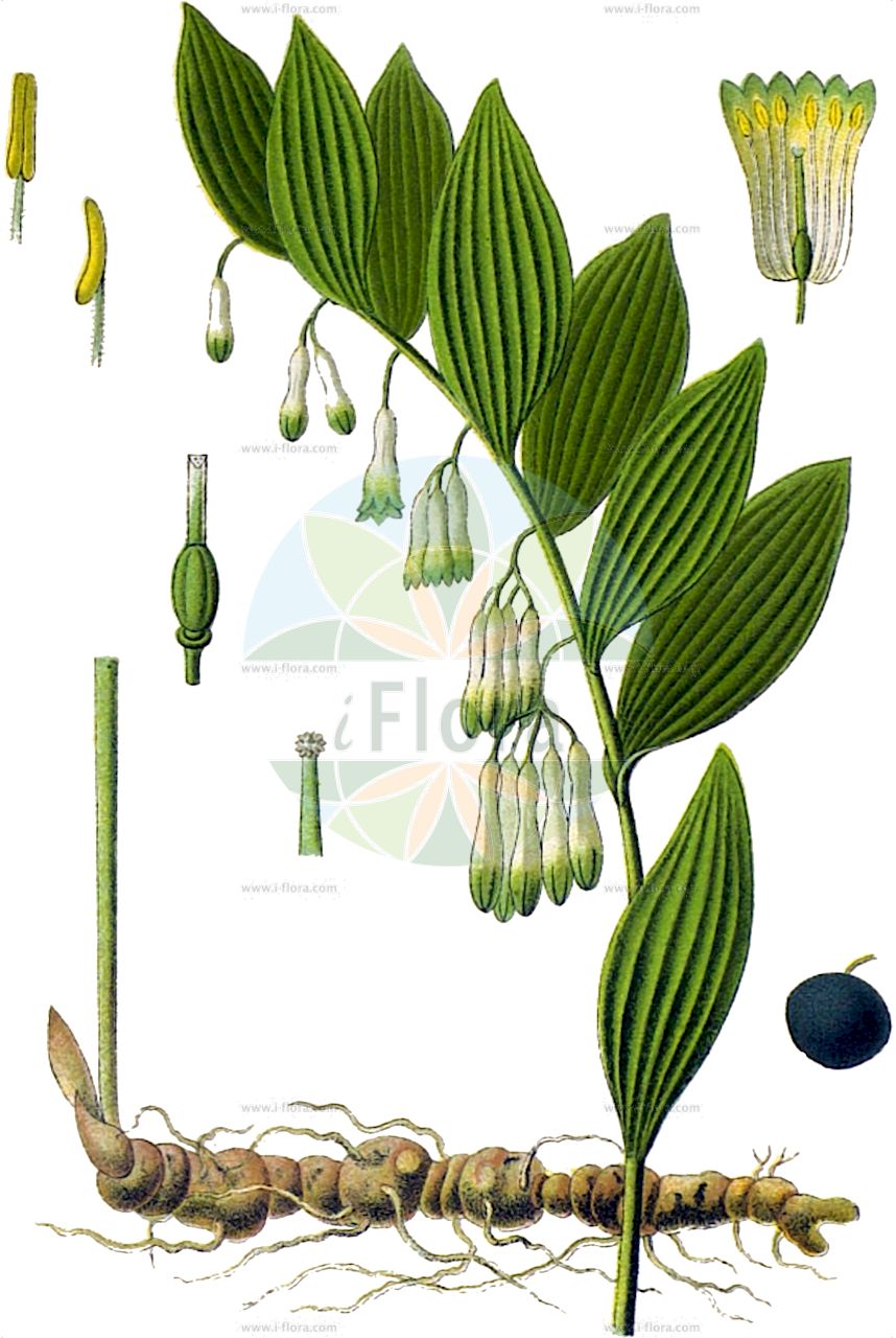 Polygonatum multiflorum - Asparagaceae,Plantae,Pteridobiotina,Angiosperms,Asparagales,Asparagaceae,Polygonatum,Polygonatum multiflorum,Convallaria ambigua, Convallaria bracteata, Convallaria govaniana, Convallaria multiflora, Convallaria multiflora var. ambigua, Convallaria multiflora var. bracteata, Convallaria multiflora var. major, Convallaria multiflora var. ramosa, Polygonatum ambiguum, Polygonatum bracteatum, Polygonatum intermedium, Polygonatum multiflorum f. bracteatum, Polygonatum multiflorum f. ramosum, Polygonatum multiflorum subsp. bracteatum, Polygonatum multiflorum subsp. broteroi, Polygonatum multiflorum var. bracteatum, Polygonatum multiflorum var. latifolium, Polygonatum multiflorum var. ramosum, Polygonatum salomonis,Vielblütige Weißwurz;Vielblütiges Salomonssiegel;Vielblumiges Salomonssiegel;solomon's-seal;eurasian solomon's seal;Sceau de Salomon multiflore;genouillet;muguet multiflore;polygonate multiflore;sceau-de-Salomon multiflore;poligonato;sello de ramo;sello de Salomón;suelda blanca;Sigillo di Salomone maggiore;sigillo di Salomone multifloro;veelbloemig salomonszegel;gewone salomonszegel;selo-do-salomão;купена многоцветковая;mührüsüleyman;poligonatë;segell de ram;segell de Salomó;segell de Salomón;mnogocvjetni Salamunov pečat;storrams;stor konval;kokoryczka wielkokwiatowa;mnogocvetni salomonov pečat;fürtös salamonpecsét;kokořík mnohokvětý;kokorík mnohokvetý;купина багатоквіткова;многоцветна момкова сълза;mitmeõiene kuutõverohi;daudzziedu mugurene;storkonvall;lehtokielo;сараџика;daugiažiede baltašaknė