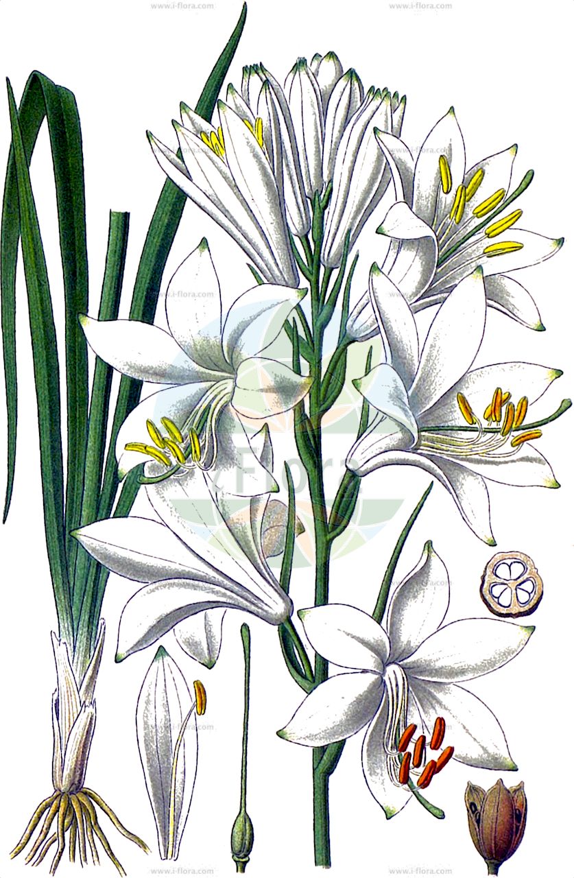 Paradisea liliastrum - Asparagaceae,Plantae,Pteridobiotina,Angiosperms,Asparagales,Asparagaceae,Paradisea,Paradisea liliastrum,Anthericum graminiforme, Anthericum grandiflorum, Anthericum liliastrum, Czackia liliastrum, Czackia liliiflora, Hemerocallis liliastrum, Liliastrum album, Liliastrum liliastrum, Liliastrum liliforme, Ornithogalum liliforme, Paradisea hemeroanthericoides, Phalangium liliastrum, Pleisolirion liliastrum,Weiße Trichterlilie;Paradieslilie;Alpen-Paradieslilie;Lis des Alpes;Paradisie;lis de St Bruno;paradisie faux lis;faux lis;lis de Saint-Bruno;lis des Allobroges;paradisie faux-lis;azucena silvestre;flor de lis;liliastro;liro de San Bruno;Paradisia;giglio de monte;paradijslelie;парадизея лилиевидная;paradísia;paradislilja