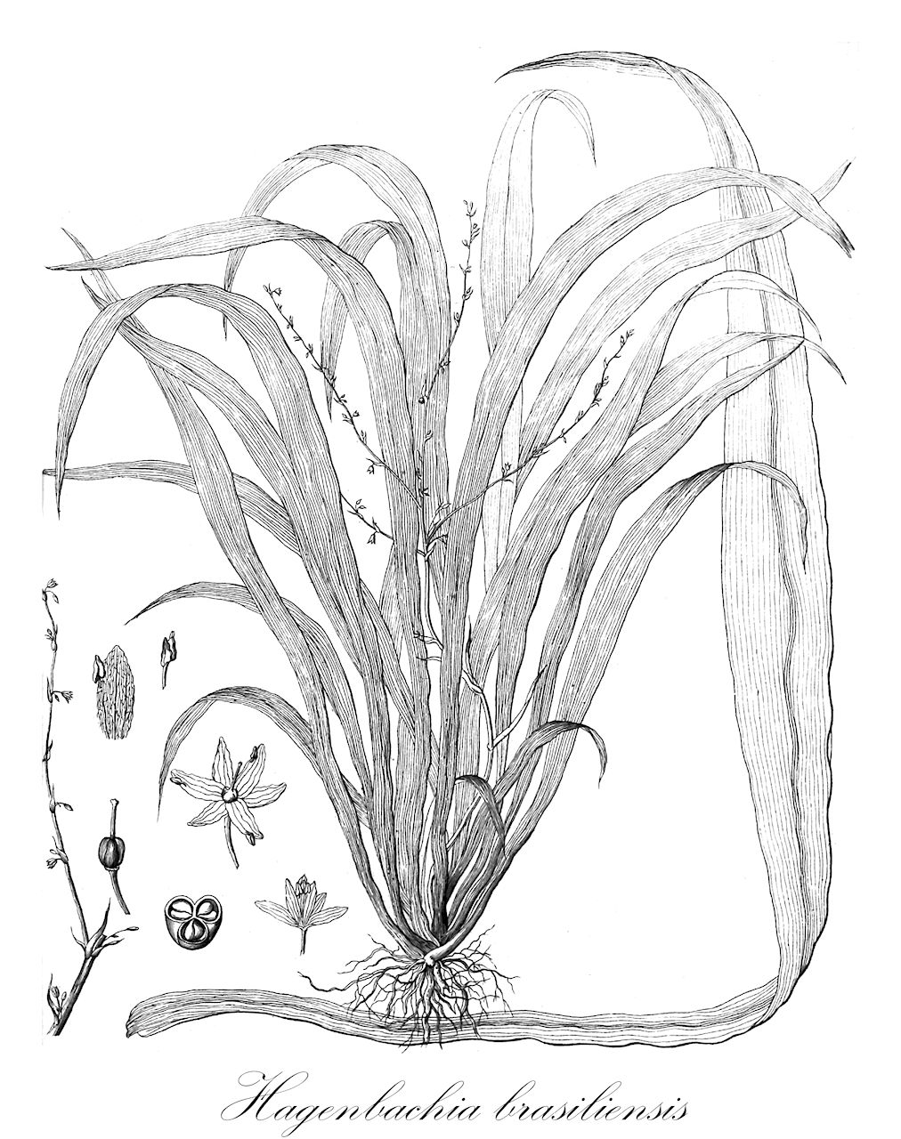 Hagenbachia brasiliensis - Asparagaceae,Plantae,Pteridobiotina,Angiosperms,Asparagales,Asparagaceae,Hagenbachia,Hagenbachia brasiliensis,Chlorophytum brasiliense, Haemodorum brasiliense