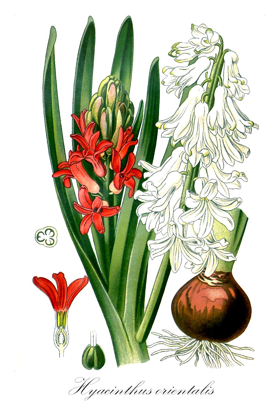 Hyacinthus orientalis - Asparagaceae,Plantae,Pteridobiotina,Angiosperms,Asparagales,Asparagaceae,Hyacinthus,Hyacinthus orientalis,Hyacinthus orientalis f. pleniflorus, Hyacinthus orientalis subsp. albulus, Hyacinthus orientalis subsp. provincialis, Scilla coronaria,Hyazinthe;Garten-Hyazinthe;jacinthe orientale;jacinthe cultivée;jacinthe;jacinthe d'Orient;giacinto;giacinto comune;tuin-hyacint;tuinhyacint;hyacint;sümbül;zymbyl;istočnjački zumbul;hiyashinsu;ヒヤシンス;kerti jácint;közönséges jácint;hyacint východní;iacint;zambilă;hyacint východný;гіацинт східний;източен зюмбюл;зумбул;yakineton mizrachi;יָקִינְתּוֹן מִזְרָחִי