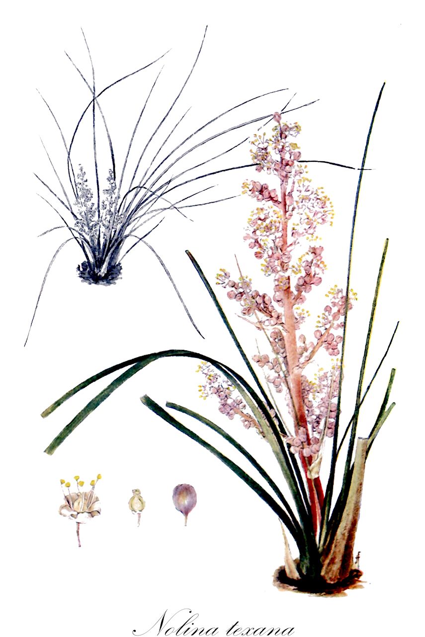 Nolina texana - Asparagaceae,Plantae,Pteridobiotina,Angiosperms,Asparagales,Asparagaceae,Nolina,Nolina texana,Beaucarnea texana, Nolina affinis, Nolina erumpens var. compacta, Nolina texana var. compacta, Nolina texana var. texana,bunchgrass;texas sacahuiste