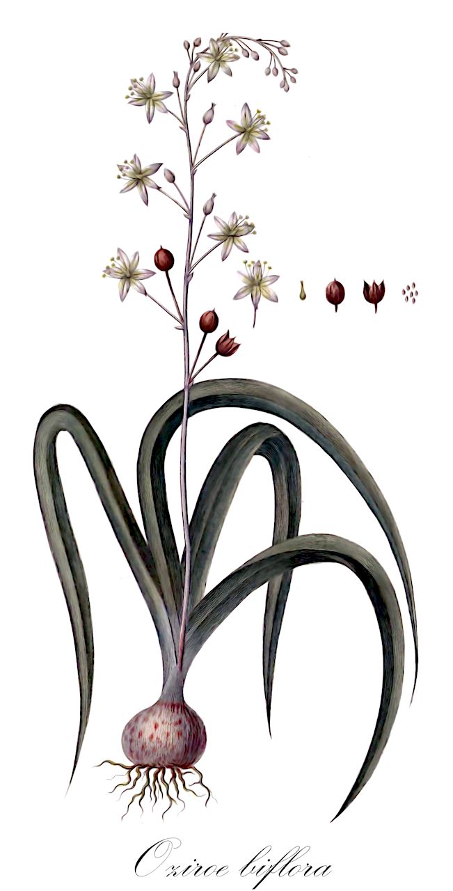 Oziroe biflora - Asparagaceae,Plantae,Pteridobiotina,Angiosperms,Asparagales,Asparagaceae,Oziroe,Oziroe biflora,Anthericum limaense, Anthericum limaense var. arequipaense, Anthericum limaense var. chilense, Camassia biflora, Fortunatia biflora, Ornithogalum biflorum, Ornithogalum bifolium, Ornithogalum geminiflorum, Ornithogalum gramineum, Scilla biflora, Scilla chloroleuca, Scilla geminiflora, Scilla triflora