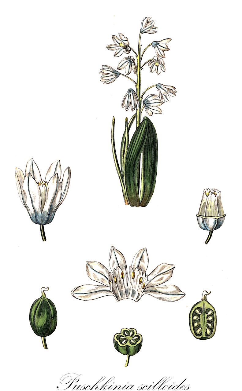 Puschkinia scilloides - Asparagaceae,Plantae,Pteridobiotina,Angiosperms,Asparagales,Asparagaceae,Puschkinia,Puschkinia scilloides,Adamsia scilloides, Puschkinia hyacinthoides, Puschkinia libanotica, Puschkinia scilloides var. libanotica, Puschkinia sicula,Kegelblume;Libanon-Kegelblume;Puschkinie a feuilles de scille;Puschkinia a foglie di scilla;buishyacint;пушкиния пролесковидная;porslinshyacint;porcelænshyacint;puszkinia cebulicowata;puskin csillagvirág;puškinie ladoňkovitá;puškínia scilovitá