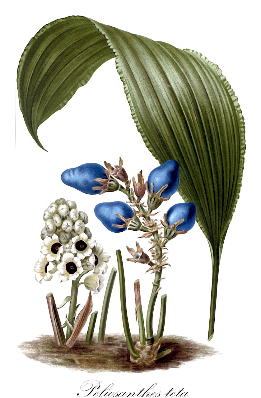Peliosanthes teta - Asparagaceae,Plantae,Pteridobiotina,Angiosperms,Asparagales,Asparagaceae,Peliosanthes,Peliosanthes teta,Peliosanthes minor, Peliosanthes teta var. angustifolia, Peliosanthes teta var. mantegazziana