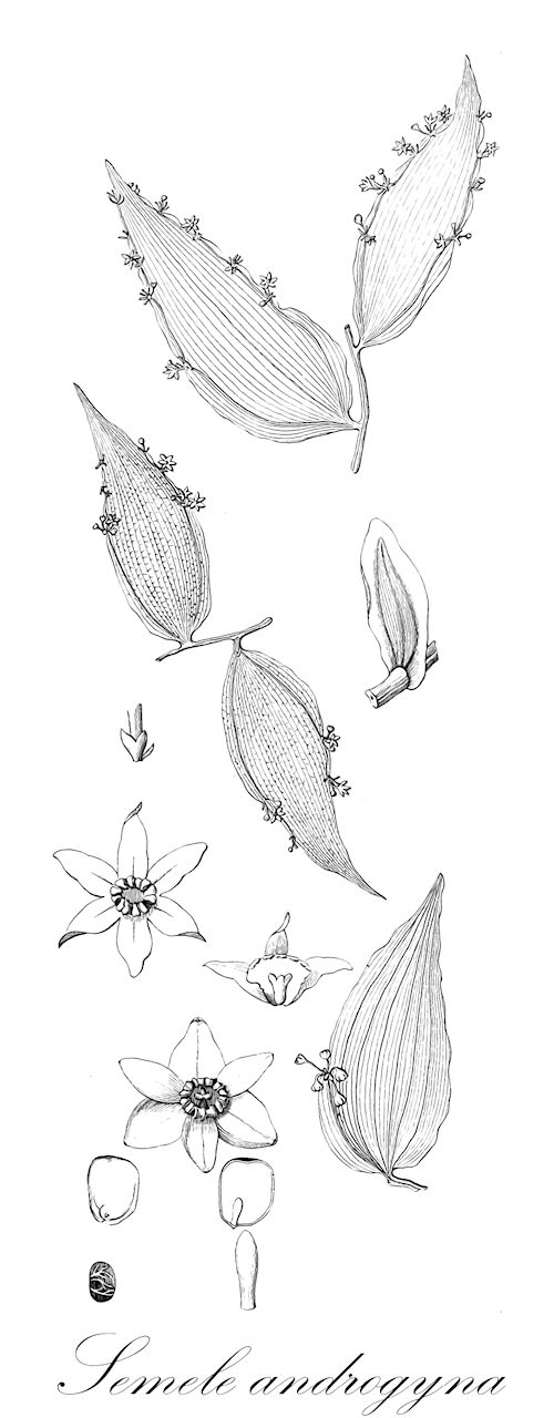 Semele androgyna - Asparagaceae,Plantae,Pteridobiotina,Angiosperms,Asparagales,Asparagaceae,Semele,Semele androgyna,Danae androgyna, Ruscus androgynus, Ruscus procerus, Semele androgyna var. conferta, Semele androgyna var. laxa, Semele androgyna var. macrophylla,Klettermäusedorn