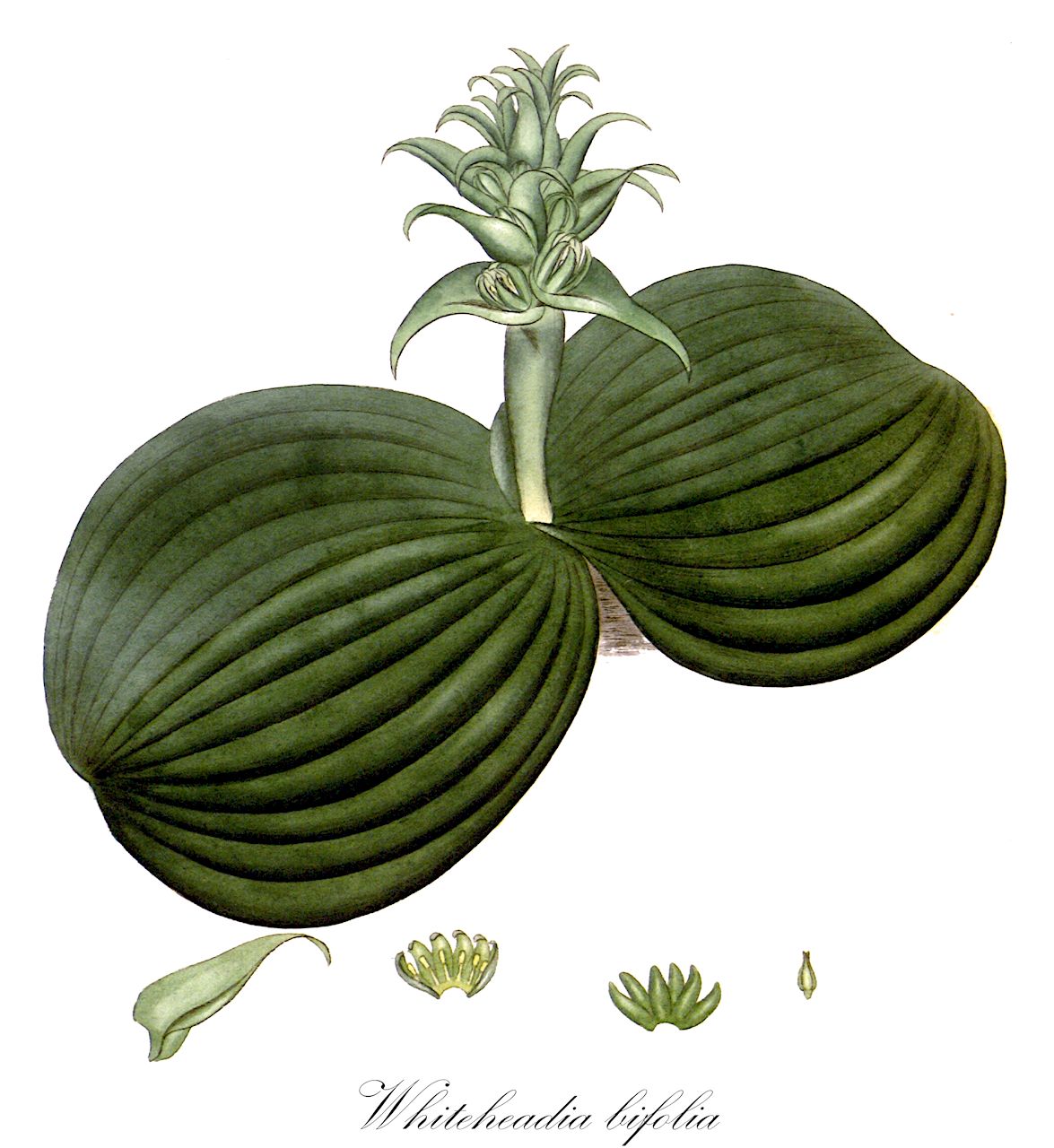 Whiteheadia bifolia - Asparagaceae,Plantae,Pteridobiotina,Angiosperms,Asparagales,Asparagaceae,Whiteheadia,Whiteheadia bifolia,Basilaea bifolia, Eucomis bifolia, Massonia bifolia, Melanthium massoniifolium, Whiteheadia latifolia