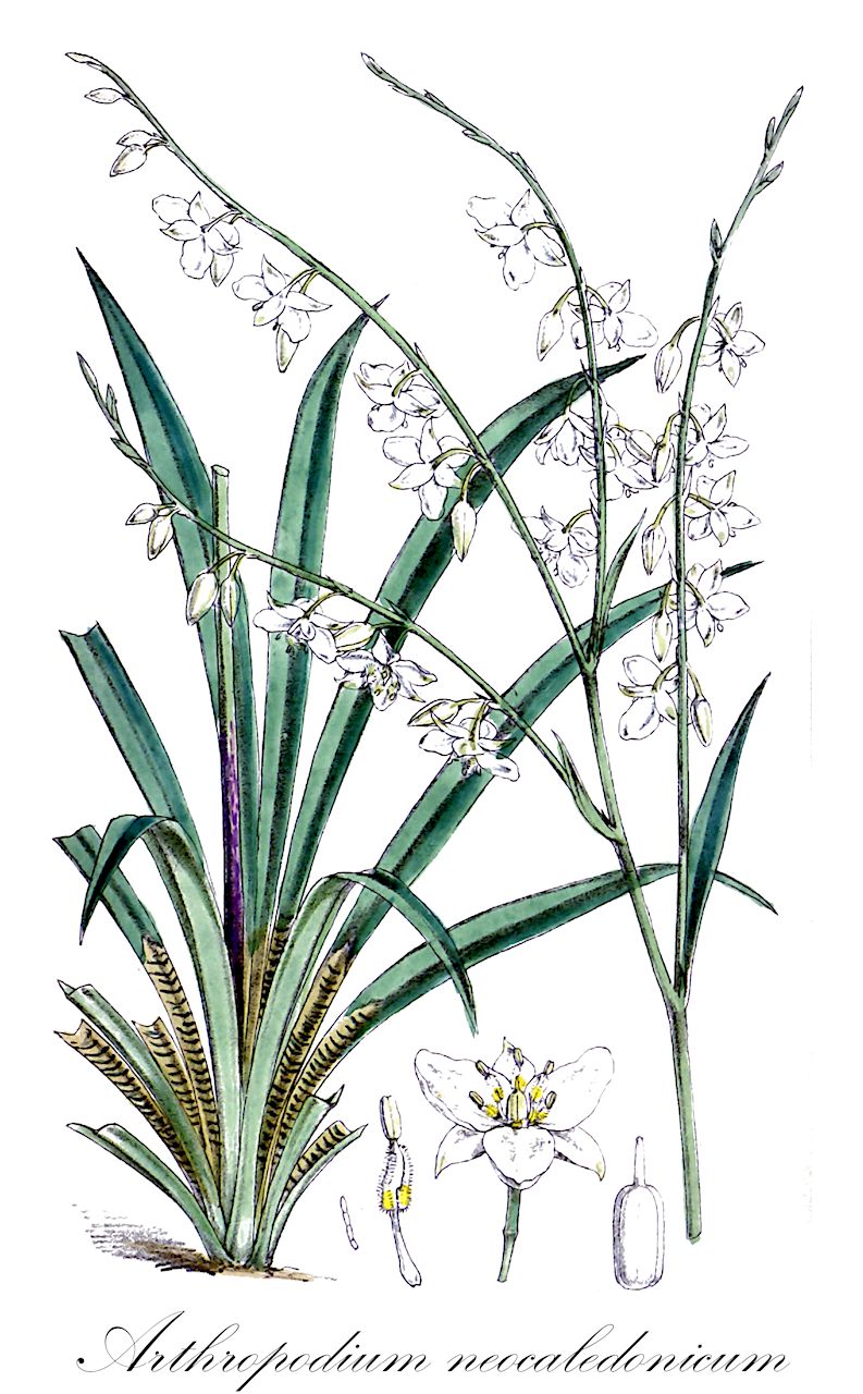 Arthropodium neocaledonicum - Asparagaceae,Plantae,Pteridobiotina,Angiosperms,Asparagales,Asparagaceae,Arthropodium,Arthropodium neocaledonicum