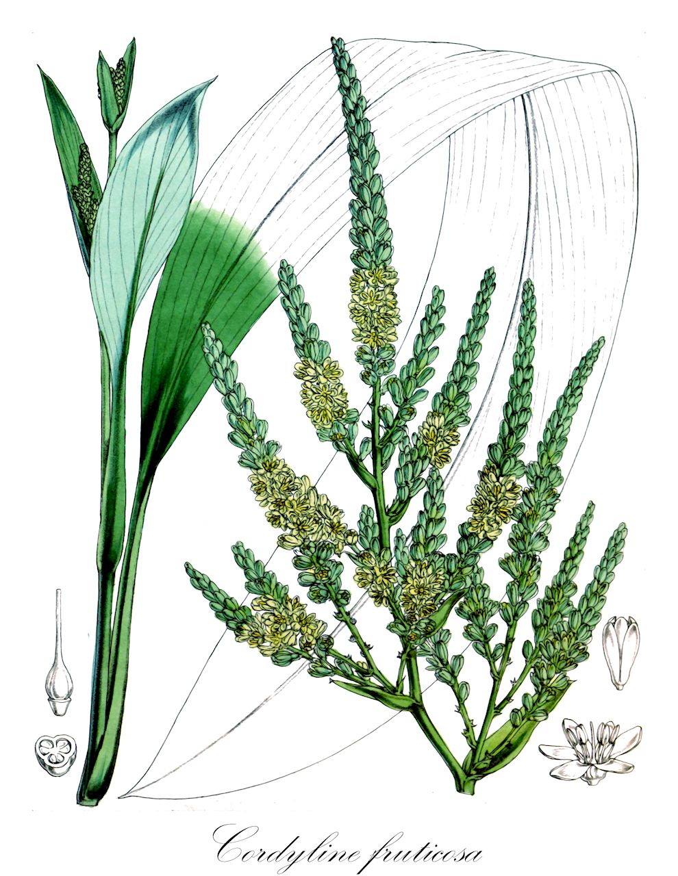 Cordyline fruticosa - Asparagaceae,Plantae,Pteridobiotina,Angiosperms,Asparagales,Asparagaceae,Cordyline,Cordyline fruticosa,Aletris chinensis, Calodracon heliconiifolia, Calodracon nobilis, Calodracon sieberi, Calodracon terminalis, Convallaria fruticosa, Cordyline amabilis, Cordyline baptisti, Cordyline cheesemanii, Cordyline dennisoni, Cordyline densicoma, Cordyline eschscholziana, Cordyline gloriosa, Cordyline guilfoylei, Cordyline hedychioides, Cordyline heliconiifolia, Cordyline hendersonii, Cordyline javanica, Cordyline kewensis, Cordyline metallica, Cordyline nobilis, Cordyline reali, Cordyline regina, Cordyline sepiaria, Cordyline sieberi, Cordyline terminalis var. baileyi, Cordyline terminalis var. boryi, Cordyline terminalis var. hedychioides, Cordyline terminalis var. sepiaria, Cordyline terminalis var. sieberi, Cordyline terminalis var. ti, Cordyline ti, Cordyline timorensis, Dianella cubensis, Dracaena alborosea, Dracaena amabilis, Dracaena argenteo-striata, Dracaena aurora, Dracaena baptistii, Dracaena barteti, Dracaena bellula, Dracaena brasiliensis, Dracaena casanovae, Dracaena chelsonii, Dracaena cooperi, Dracaena coullingii, Dracaena cuprea, Dracaena douceti, Dracaena esculenta, Dracaena formosa, Dracaena fraseri, Dracaena gloriosa, Dracaena guilfoylei, Dracaena hendersonii, Dracaena hybrida, Dracaena illustris, Dracaena imperialis, Dracaena inscripta, Dracaena kewensis, Dracaena leonensis, Dracaena lineata, Dracaena lutescens, Dracaena macleayi, Dracaena magnifica, Dracaena metallica, Dracaena neocaledonica, Dracaena nigrostriata, Dracaena picta, Dracaena princeps, Dracaena pulchella, Dracaena reali, Dracaena reginae, Dracaena regis, Dracaena robinsoniana, Dracaena rothiana, Dracaena salviati, Dracaena sepiaria, Dracaena spectabilis, Dracaena splendens, Dracaena stenophylla, Dracaena sulcata, Dracaena terminalis, Dracaena troubetzkoi, Dracaena warocquei, Draco stenophylla, Ezehlsia palma, Taetsia ferrea, Taetsia fruticosa, Taetsia fruticosa var. casanovae, Taetsia fruticosa var. ferrea, Terminalis fruticosa