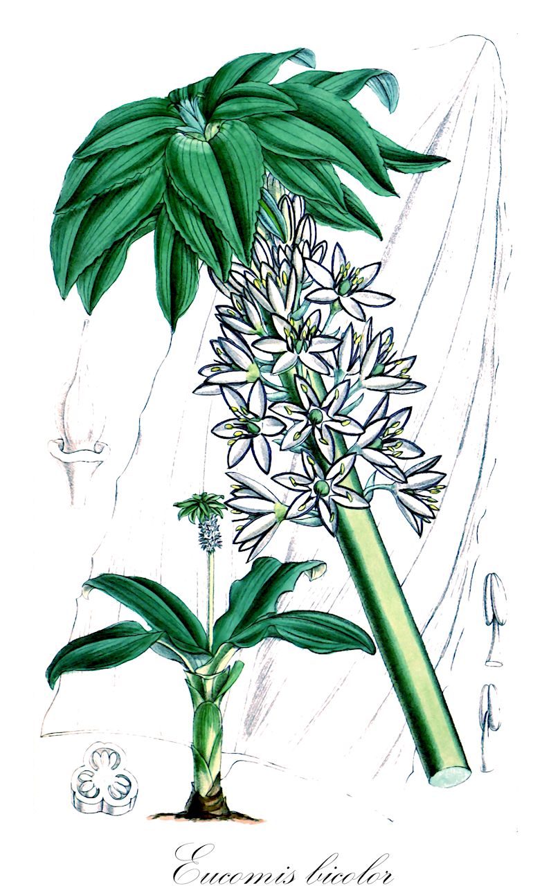 Eucomis bicolor - Asparagaceae,Plantae,Pteridobiotina,Angiosperms,Asparagales,Asparagaceae,Eucomis,Eucomis bicolor,Gerandete Schopflilie