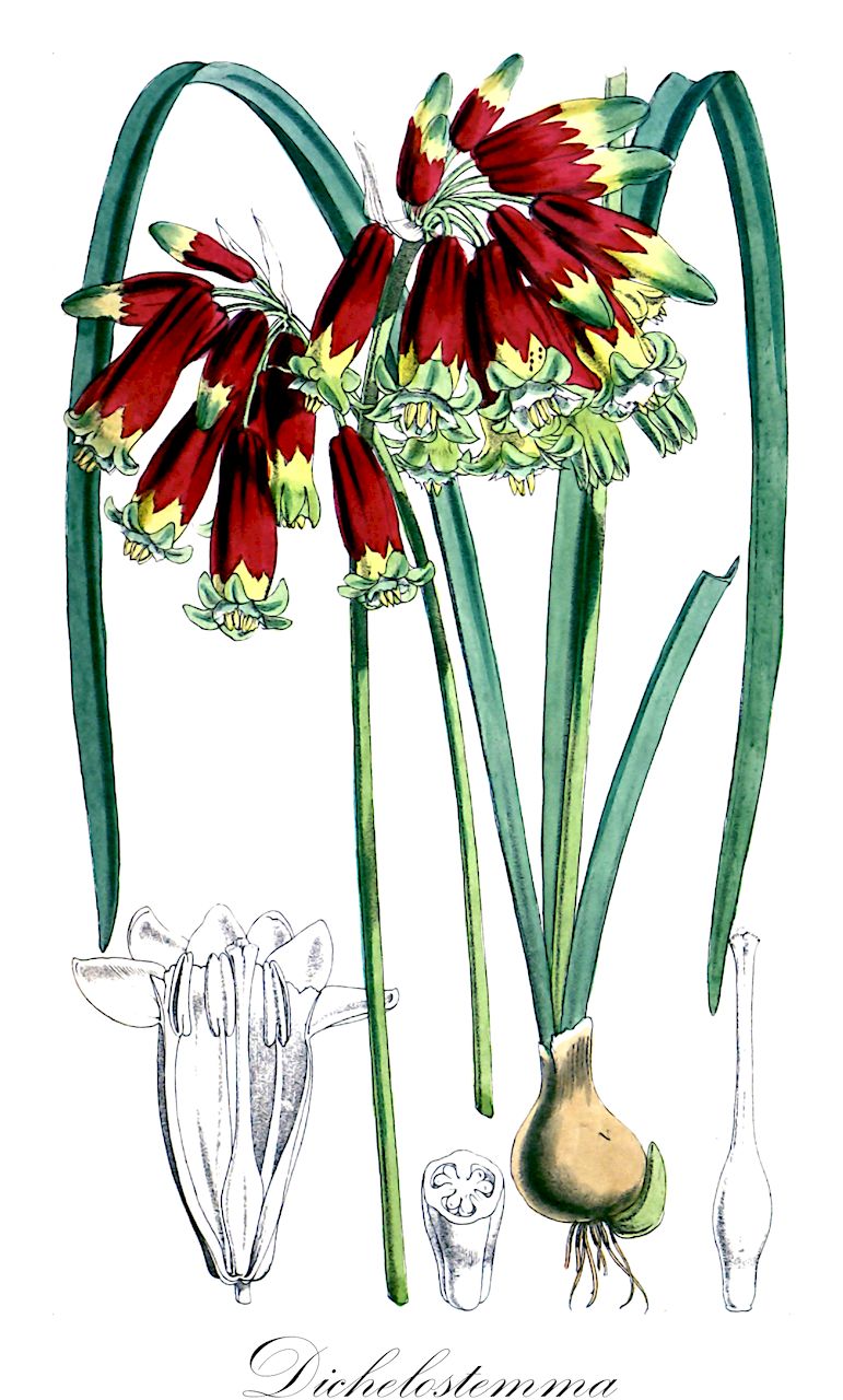 Dichelostemma - Asparagaceae,Plantae,Pteridobiotina,Angiosperms,Asparagales,Asparagaceae,Dichelostemma,Brevoortia, Macroscapa, Rhytidea, Rupalleya, Stropholirion