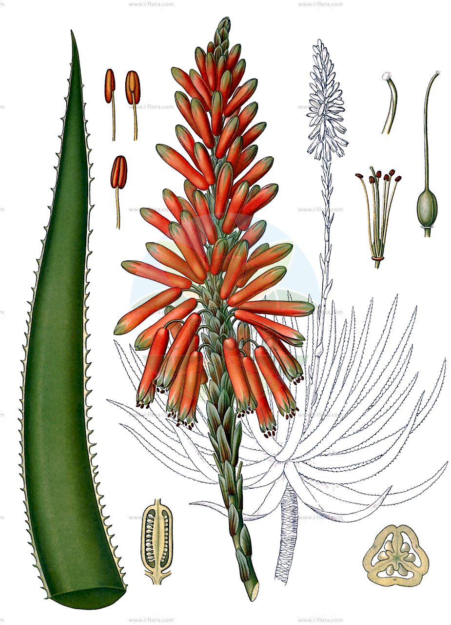 Aloe succotrina - Asphodelaceae,Plantae,Pteridobiotina,Angiosperms,Asparagales,Asphodelaceae,Asphodeloideae,Aloeae,Aloe,Aloe succotrina,Aloe perfoliata var. purpurascens, Aloe perfoliata var. succotrina, Aloe purpurascens, Aloe sinuata, Aloe sinuata, Aloe soccotorina, Aloe soccotrina, Aloe soccotrina, Aloe succotrina, Aloe succotrina var. purpurascens, Aloe succotrina var. saxigena, Aloe vera,Sokotra-Aloë;алоэ сокотринское;bergaalwyn