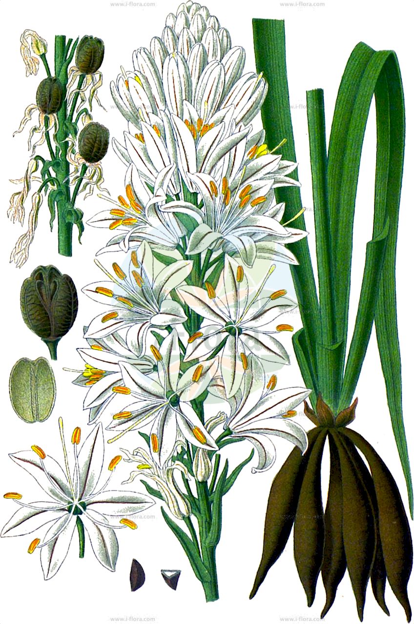 Asphodelus albus - Asphodelaceae,Plantae,Pteridobiotina,Angiosperms,Asparagales,Asphodelaceae,Asphodeloideae,Asphodeleae,Asphodelus,Asphodelus albus,Asphodelus albus subsp. sphaerocarpus, Asphodelus albus var. deseglisei, Asphodelus albus var. sphaerocarpus, Asphodelus ramosus subsp. albus, Asphodelus ramosus var. albus,Weißer Affodill;Asphodèle blanc;bâton blanc;bâton royal;poireau de chien;gamon blanco;gamón blanco;abozos;agozo;alberizón;albesó;asfodelo;brotia;cebolla;gallo;gamón;gamona;gamonita;olzo;onzos;Asfodelo montano;asfodillo;porraccia;asfodelo blanco;bardhër;abozos;albó de muntanya;bijeli čepljez;navadni zlati koren;királyné gyertyája;бял бъдрун;бял бърдун;anbula;illerondúea;inea;porrostia;zubaroa