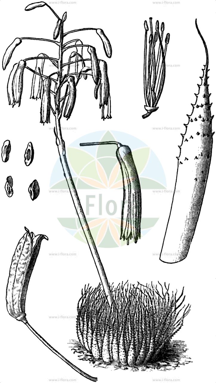Aristaloe aristata - Asphodelaceae,Plantae,Pteridobiotina,Angiosperms,Asparagales,Asphodelaceae,Asphodeloideae,Aloeae,Aristaloe,Aristaloe aristata,Aloe aristata, Aloe aristata var. leiophylla, Aloe aristata var. parvifolia, Aloe ellenbergeri, Aloe longiaristata, Tulista aristata,Begrannte Aloë