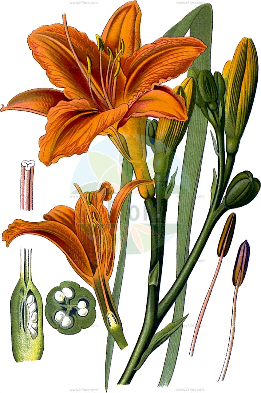 Hemerocallis fulva - Asphodelaceae,Plantae,Pteridobiotina,Angiosperms,Asparagales,Asphodelaceae,Hemerocallidoideae,Hemerocallis,Hemerocallis fulva,Hemerocallis crocea, Hemerocallis disticha var. kwanso, Hemerocallis flava, Hemerocallis fulva f. kwanso, Hemerocallis fulva var. kwanso, Hemerocallis fulva var. maculata, Hemerocallis fulva var. rosea, Hemerocallis kwanso, Hemerocallis lilioasphodelus var. fulva,Rotgelbe Taglilie;Gelbrote Taglilie;Braunrote Taglilie;orange daylily;tawny daylily;hémérocalle fauve;lis d'un jour;dark day lily;orange day lily;tawny day lily;Hémérocalle fauve;lis rouge;hémérocalle jaune;Giglio di San Giuseppe;giglio dorato;emerocallide fulva;bruine daglelie;лилейник длиннотрубчатый;лилейник оранжевый;лилейник рыжий;güngüzeli;lliri d'un dia;crvenožuta graničica;brunröd daglilja;rødgul daglije;liliowiec rdzawy;beni-kanzô;kanzô;no-kanzô;カンゾ;ノカンゾウ;ベニカンゾウ;rumenorjava maslenica;lángszínű sásliliom;denivka plavá;ľaliovka červenkastá;лілійник рудуватий;жълтокафяв крин;љиљан;chang lu xuan cao;xuan cao;常绿萱草;萱草