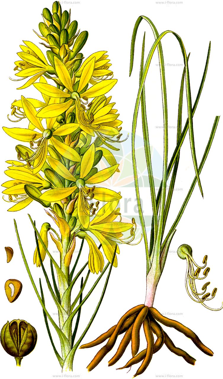 Asphodeline lutea - Asphodelaceae,Plantae,Pteridobiotina,Angiosperms,Asparagales,Asphodelaceae,Asphodeloideae,Asphodeleae,Asphodeline,Asphodeline lutea,Asphodelus luteus, Asphodelus sibiricus, Dorydium luteum,Gelbe Junkerlilie;bâton de Jacob;bâton de Saint Jacques;асфоделина желтая;sarı çiriş;sjerushë;žuta zlatoglavica;rumeni čepljec;ai de pădure;асфоделіна жовта;жълто асфоделине;златоглав;ireyoni tzahov;עִירְיוֹנִי צָהֹב