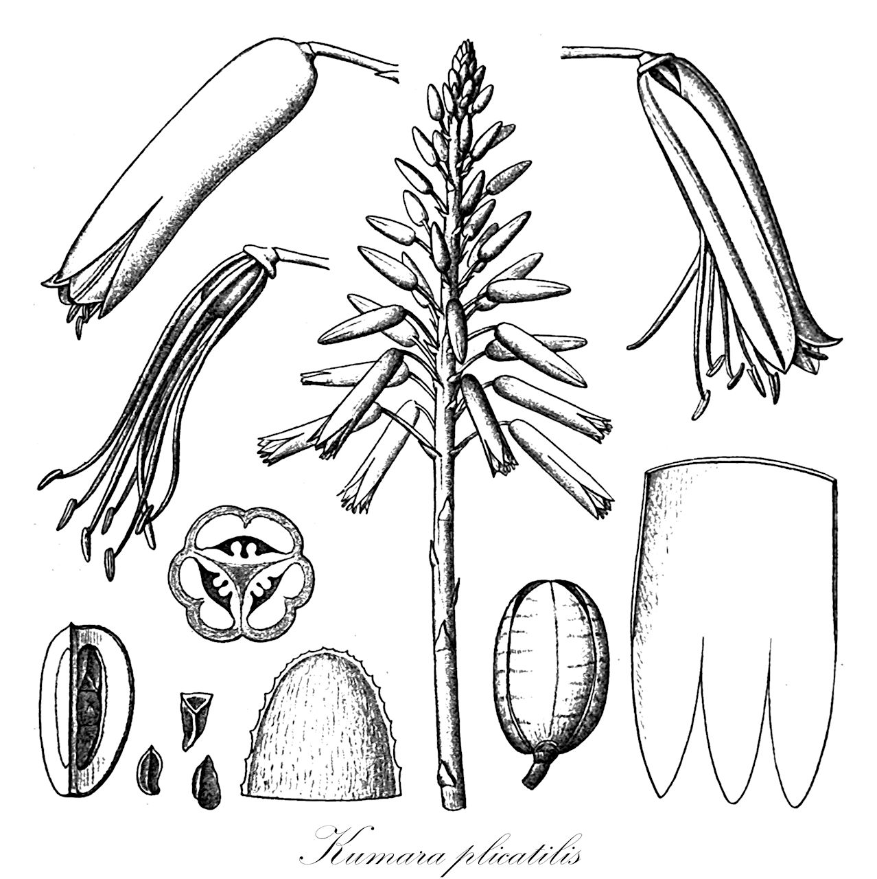 Kumara plicatilis - Asphodelaceae,Plantae,Pteridobiotina,Angiosperms,Asparagales,Asphodelaceae,Asphodeloideae,Aloeae,Kumara,Kumara plicatilis,Aloe disticha var. plicatilis, Aloe flabelliformis, Aloe lingua, Aloe linguiformis, Aloe plicatilis, Aloe plicatilis, Aloe plicatilis var. major, Aloe tripetala, Kumara disticha, Kumara plicatilis, Rhipidodendrum distichum, Rhipidodendrum plicatile