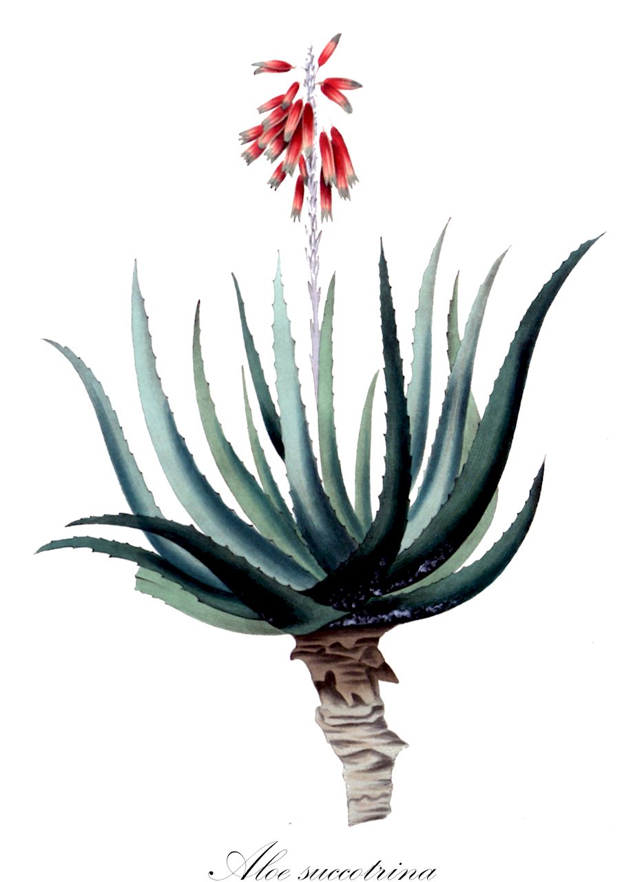 Aloe succotrina - Asphodelaceae,Plantae,Pteridobiotina,Angiosperms,Asparagales,Asphodelaceae,Asphodeloideae,Aloeae,Aloe,Aloe succotrina,Aloe perfoliata var. purpurascens, Aloe perfoliata var. succotrina, Aloe purpurascens, Aloe sinuata, Aloe sinuata, Aloe soccotorina, Aloe soccotrina, Aloe soccotrina, Aloe succotrina, Aloe succotrina var. purpurascens, Aloe succotrina var. saxigena, Aloe vera,Sokotra-Aloë;алоэ сокотринское;bergaalwyn