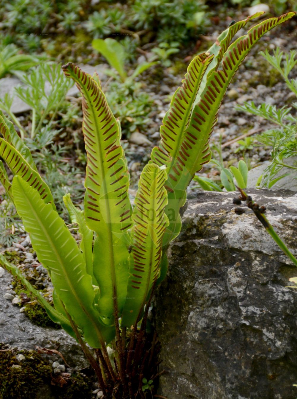 Asplenium scolopendrium - Aspleniaceae,Plantae,Pteridobiotina,Polypodiophyta,Polypodiopsida,Polypodiidae,Polypodiales,Aspleniaceae,Asplenium,Asplenium scolopendrium,Phyllitis japonica, Phyllitis scolopendrium, Scolopendrium scolopendrium, Scolopendrium vulgare,Hirschzunge;hart's-tongue;common hart's tongue;hart's tongue fern;Langue de cerf;langue de cerf commune;scolopendre vulgaire;scolopendre;asplénie scolopendre;scolopendre officinale;langue-de-boeuf;herbe à la rate;herbe hépatique;asplénium scolopendre;lengua de ciervo;lengua cervina;escolopendra;hierba cervuna;hierba de la sangre;lengua cerval;esmerma sangre;Scolopendria comune;lingua cervina;lingua dei pozzi;gewoone tongvaren;gewone tongvaren;tongvaren;língua-cervina;língua-de-veado;língua-de-vaca;broeira;língua-de-boi;língua-de-cervo;cervúa;herba-dos-escaldados;асплениум сколопендровый;листовик сколопендровый;geyikdili;skolopendër;skolopendra e rëndomtë;herba cervuna;herba melsera;llengua de cérvol;melsera;obični jelenak;hjorttunga;hjortetunge;języcznik zwyczajny;ko-tani-watari;コタニワタリ;jelenov jezik;gímpáfrány;jelení jazyk celolistý;limba cierbului;jelení jazyk;slezinník jelení;листовик сколопендровий;волски език;hjortetunge;hirvenkieli;јелењи језик;обични јеленак;gerizit eiroppit;גְּרִיזִית אֵירוֹפִּית;epai-bedar;orein-mihia;zakurrmi;duì kāi jué;对开蕨