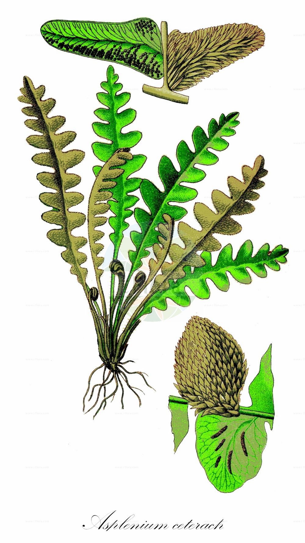 Asplenium ceterach - Aspleniaceae,Plantae,Pteridobiotina,Polypodiophyta,Polypodiopsida,Polypodiidae,Polypodiales,Aspleniaceae,Asplenium,Asplenium ceterach,Ceterach ceterach, Ceterach officinarum, Grammitis ceterach, Gymnogramma ceterach, Gymnopteris ceterach, Hemidictyum ceterach, Notolepeum ceterach, Scolopendrium ceterach, Vittaria ceterach,Schriftfarn;Milzfarn;rustyback;rusty-back fern;scale fern;scaly spleenwort;Cétérach officinal;asplénie cétérach;asplénium cétérach;capillaire doré;dorade;doradille;doradille d'Espagne;herbe à dorer;herbe dorée;doradilla;hierba dorada;Cedracca comune;cetracca;schubvaren;douradinha;erva-doirada;escolopendra-verdadeira;fento-de-ouro;скребница аптечная;скребница лекарственная;dalakotu;bargjarpër;bargjarpëri mjekësor;dauradella;zlatinjak;mjältbräken;miltbregne;śledzionka skalna;navadna slatinka;nyugati pikkelypáfrány;kyvor lékařský;unghia ciutei;ceterák lekársky pravý;скребниця аптечна;златиста папрат;miltbregne;hilseraunioinen;златна папрат;dandannah refu'it;דַּנְדַּנָּה רְפוּאִית;txarrangilla;xardin-belar horia;yào jué;药蕨