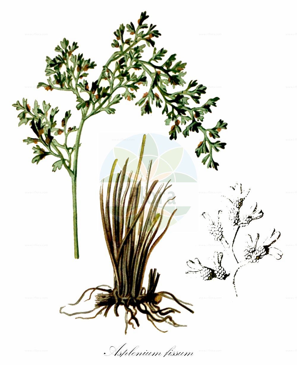 Asplenium fissum - Aspleniaceae,Plantae,Pteridobiotina,Polypodiophyta,Polypodiopsida,Polypodiidae,Polypodiales,Aspleniaceae,Asplenium,Asplenium fissum,Aspidium cuneatum, Asplenium trettenerianum, Athyrium cuneatum,Zerschlitzter Streifenfarn;Zerteilter Streifenfarn;Gespaltener Streifenfarn;slashed spleenwort;Capillaire fendu;asplénium fendu;doradille fendue;asplenio diviso;fierguri;deljenolistni sršaj;нацепено изтравниче;нацепенолистно изтравниче;расцепкана слезница