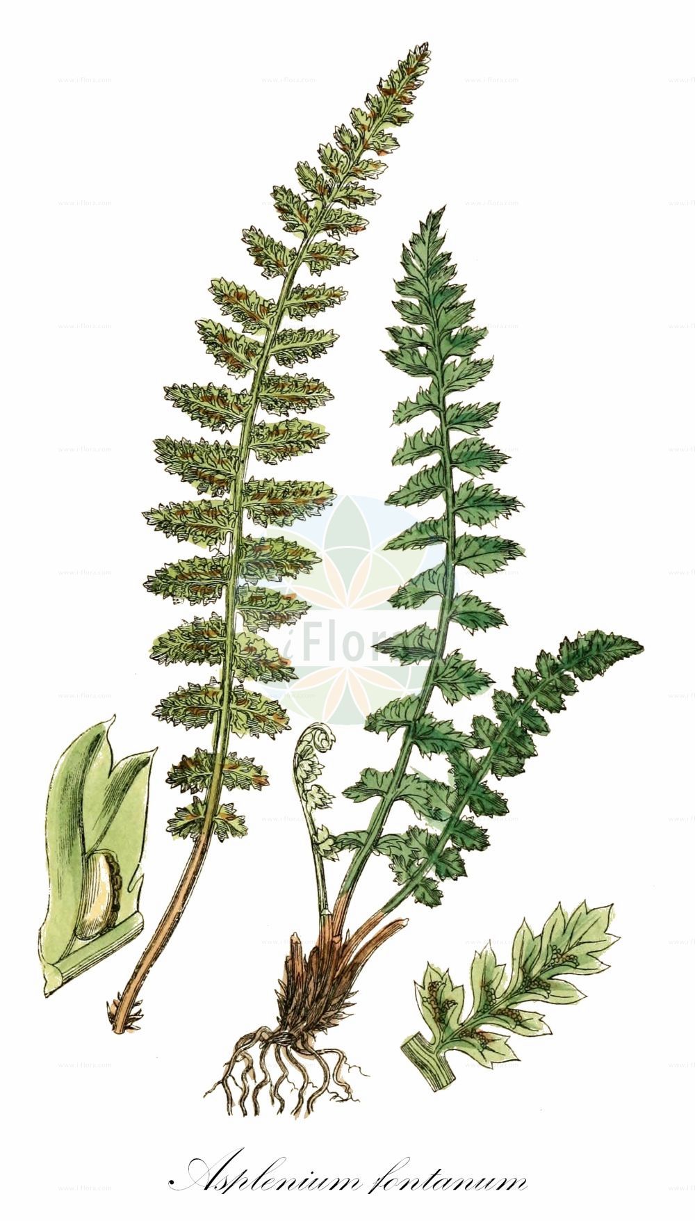 Asplenium fontanum - Aspleniaceae,Plantae,Pteridobiotina,Polypodiophyta,Polypodiopsida,Polypodiidae,Polypodiales,Aspleniaceae,Asplenium,Asplenium fontanum,Aspidium fontanum, Chamaefilix fontana, Polypodium fontanum, Tarachia fontana,Jura-Streifenfarn;Jura-Strichfarn;Quell-Streifenfarn;smooth rock-spleenwort;black forest spleenwort;Capillaire des sources;asplénie de Haller;asplénie des fontaines;asplénium de Haller;asplénium des fontaines;asplénium des sources;doradille de Haller;doradille des fontaines;doradille des sources;culantrillo blanco menor;culantrillo de agua;Asplenio delle fonti;genaalde streepvaren;костенец ключевой;falguera de cingle;falguereta de cingle;forrásfodorka